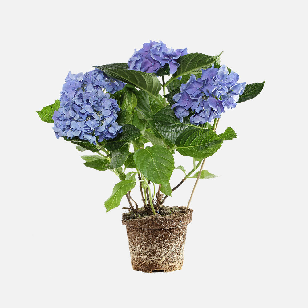 Kalanchoe (Kalanchoe blossfeldiana)