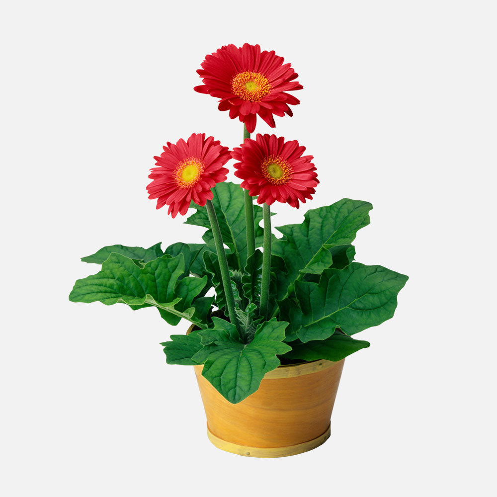 Kalanchoe (Kalanchoe blossfeldiana)