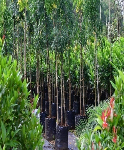 Areca nut (Areca catechu)