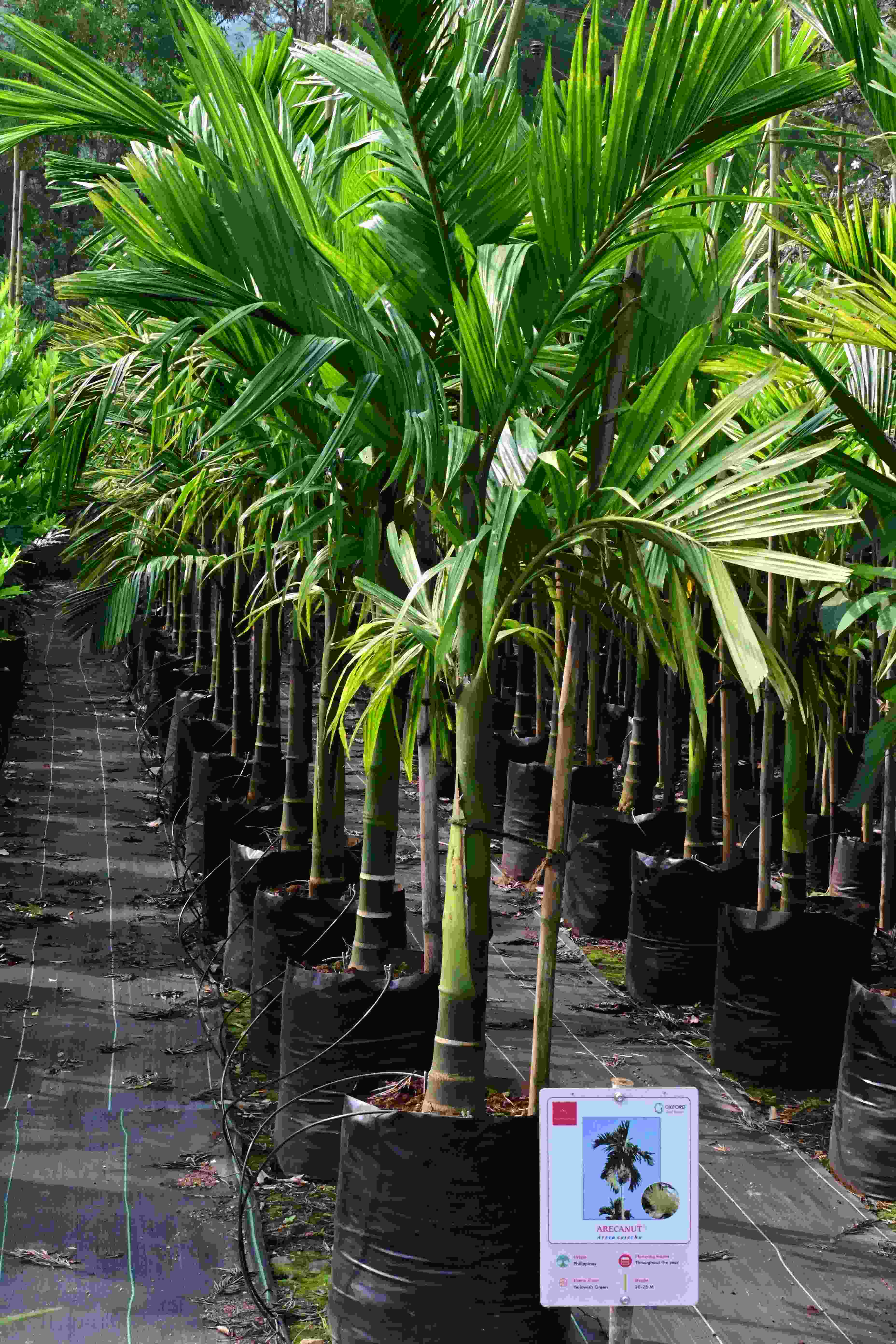 Areca nut (Areca catechu)