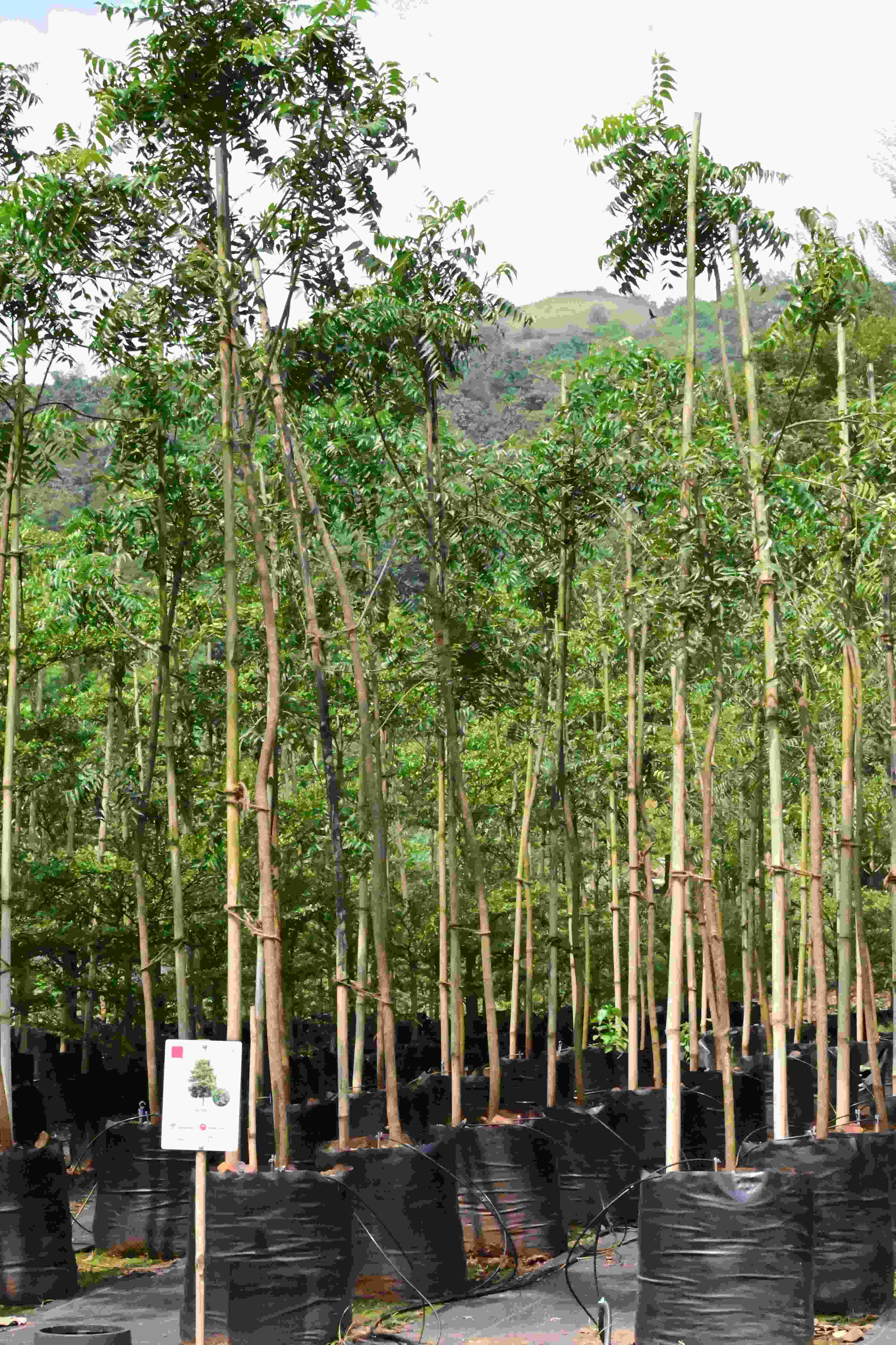 Neem (Azadirachta indica)