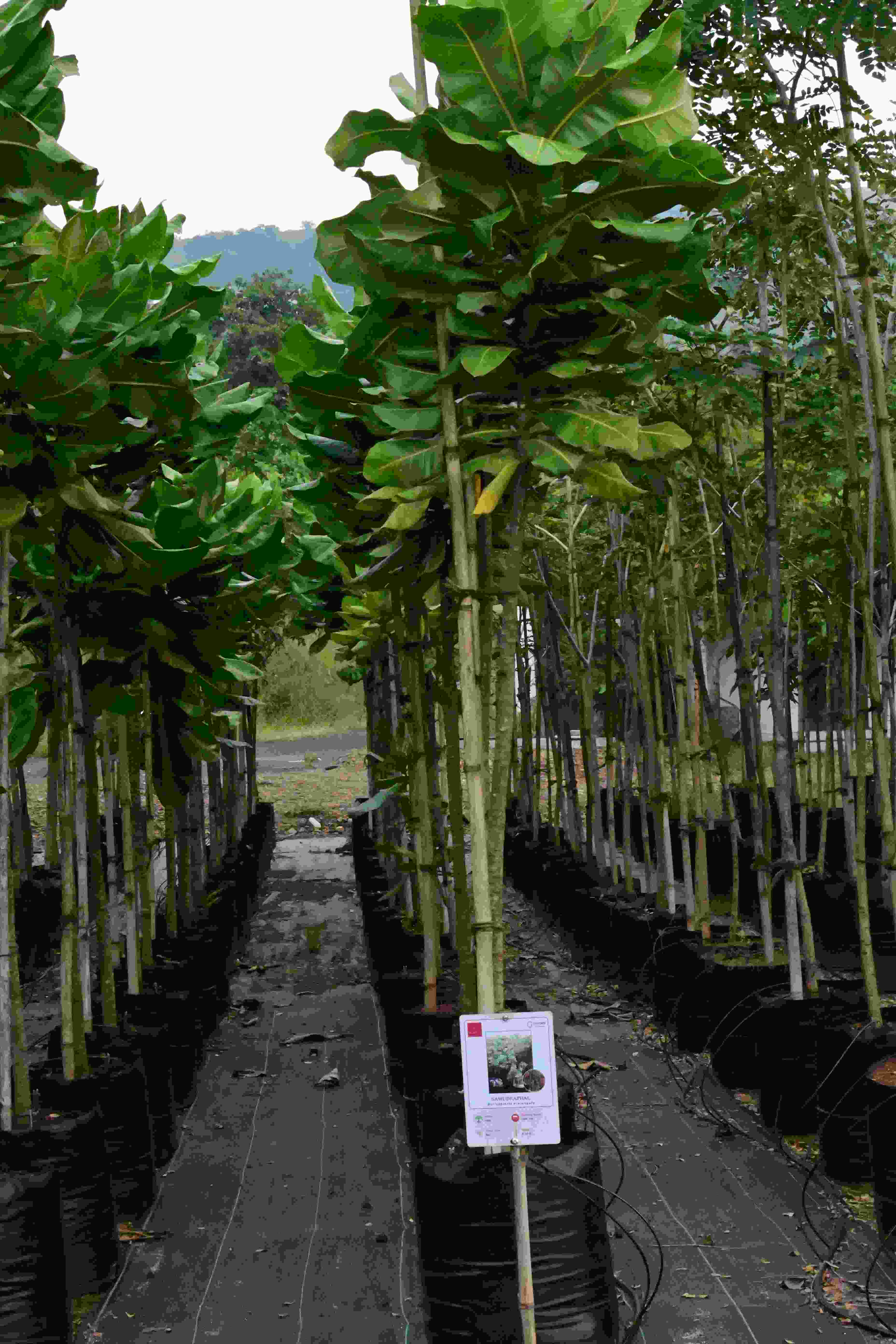 Samudraphal (Barringtonia asiatica)