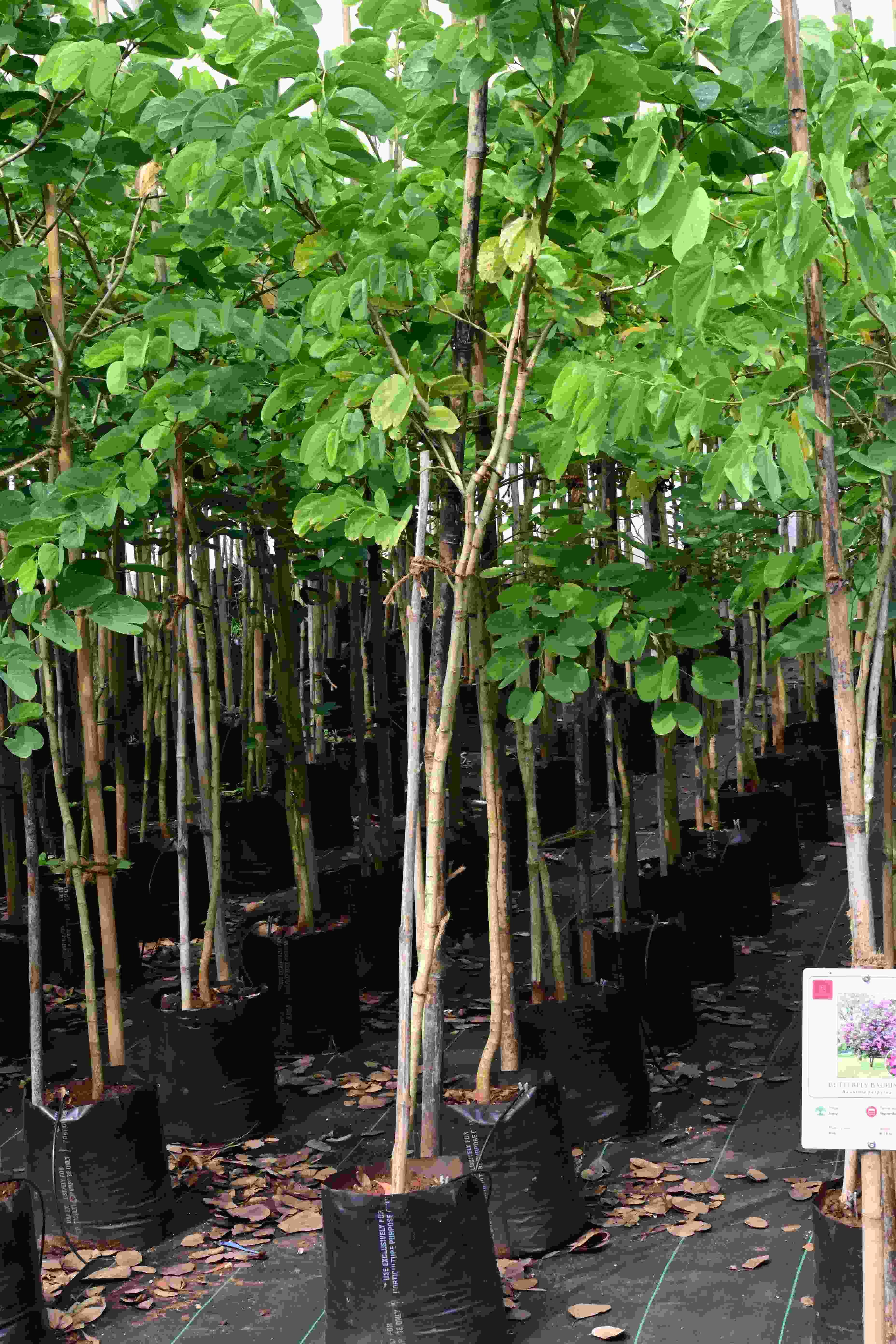 Kanchan (Bauhinia purpurea)