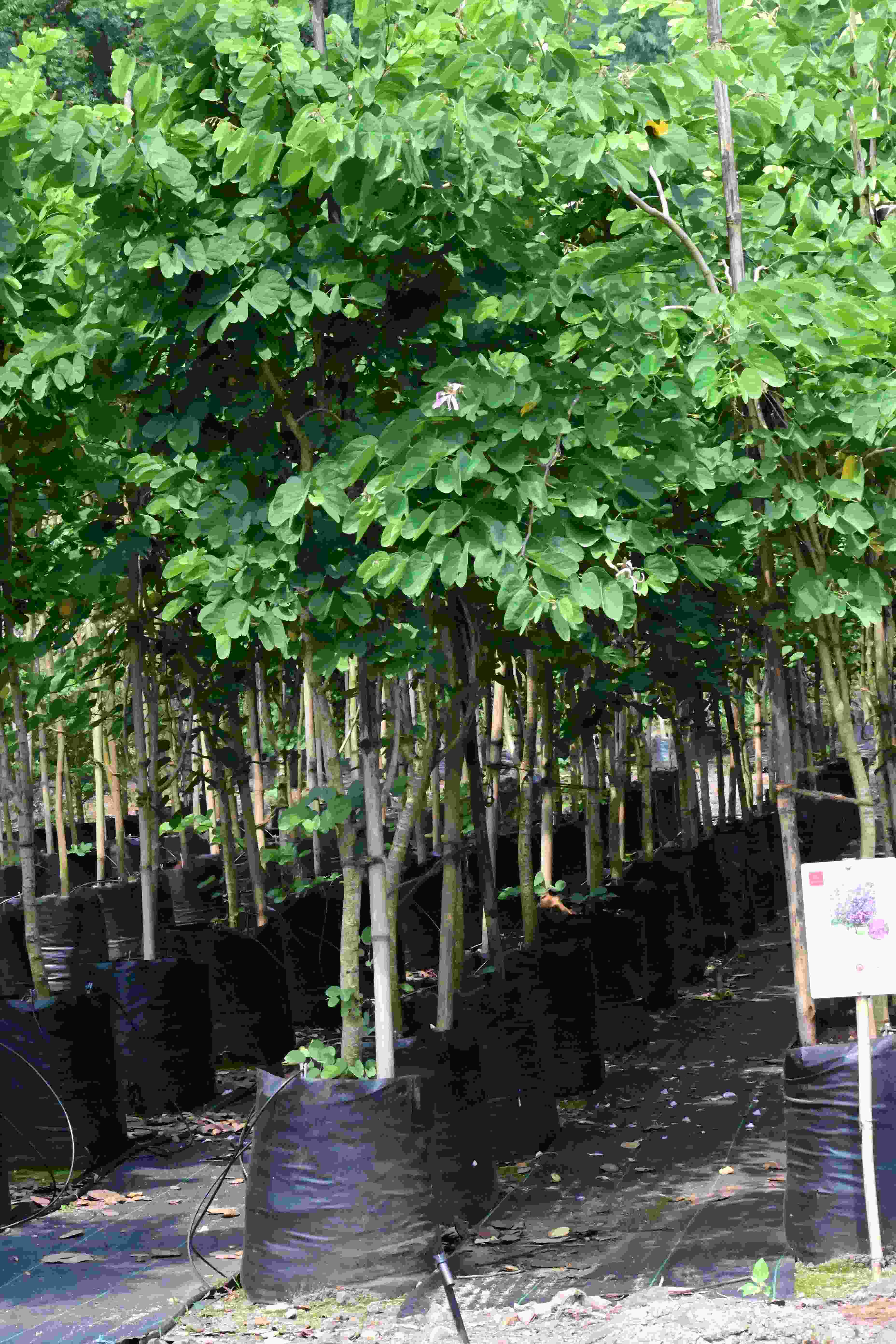 Kanchan (Bauhinia purpurea)