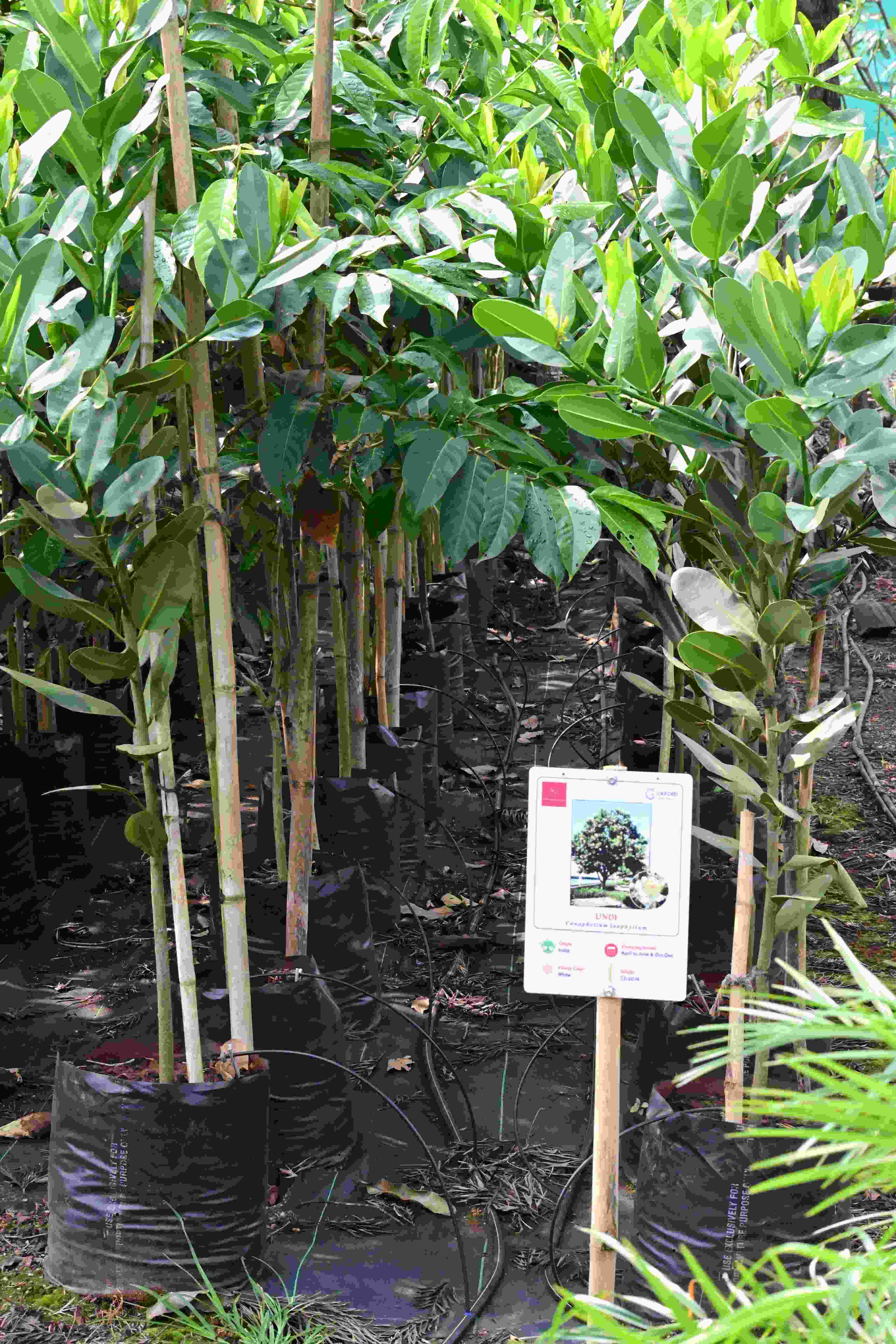 Undi (Calophyllum inophyllum)