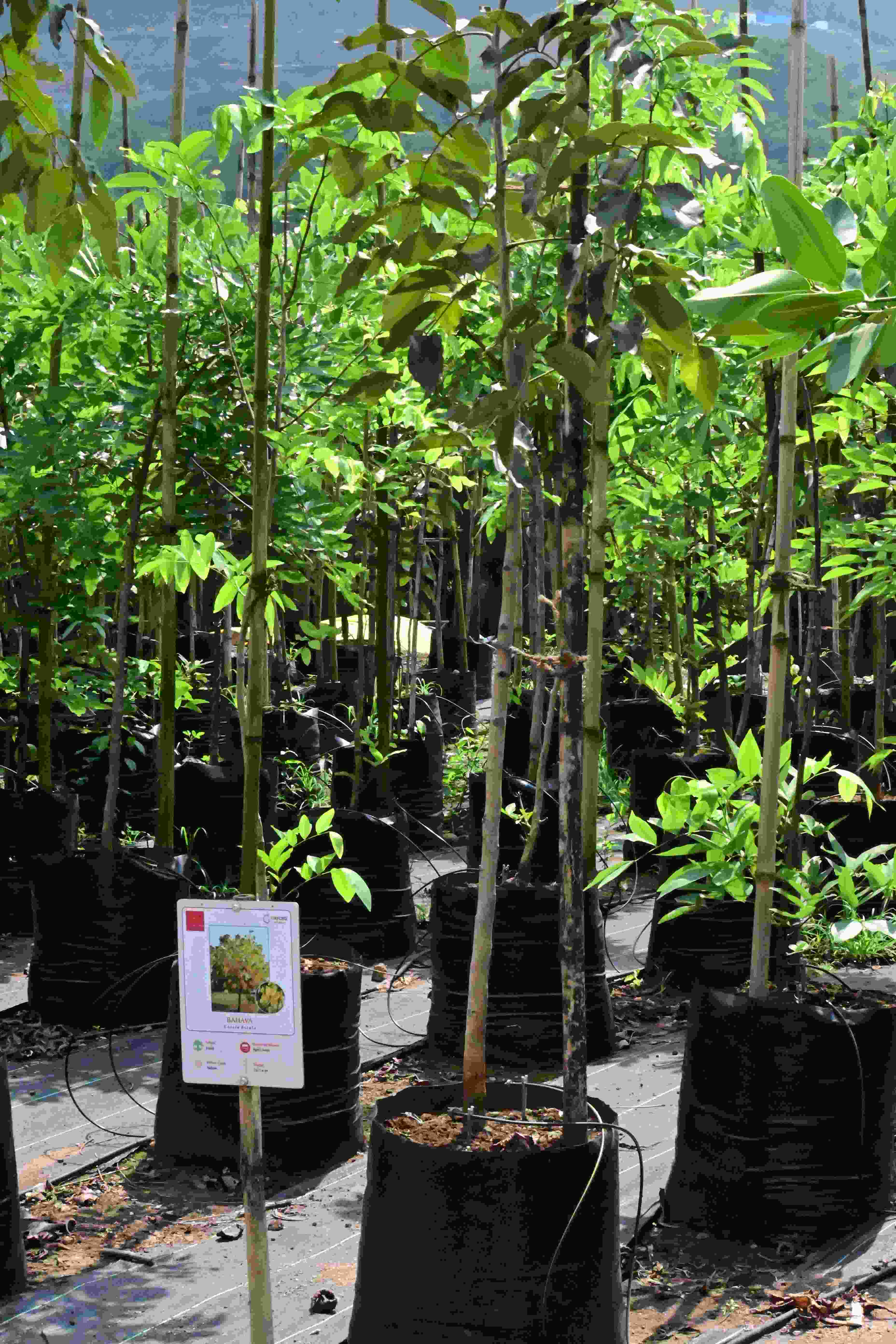 Bahava (Cassia fistula)
