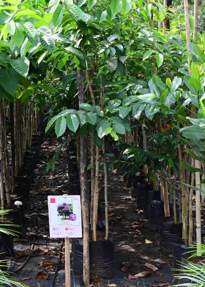 Champaca (Michalia champaca)