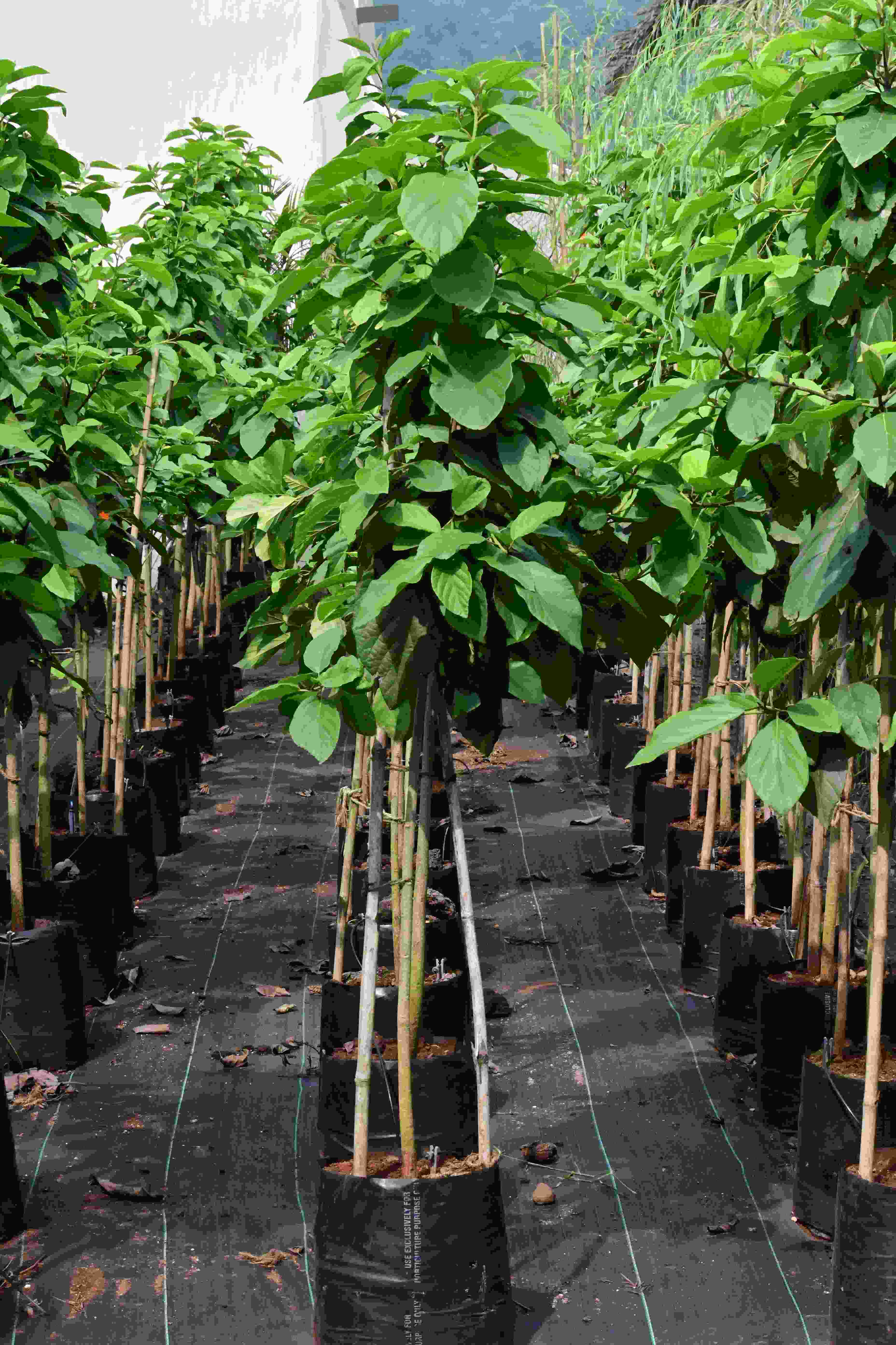 Geiger Tree (Cordia sebestena)