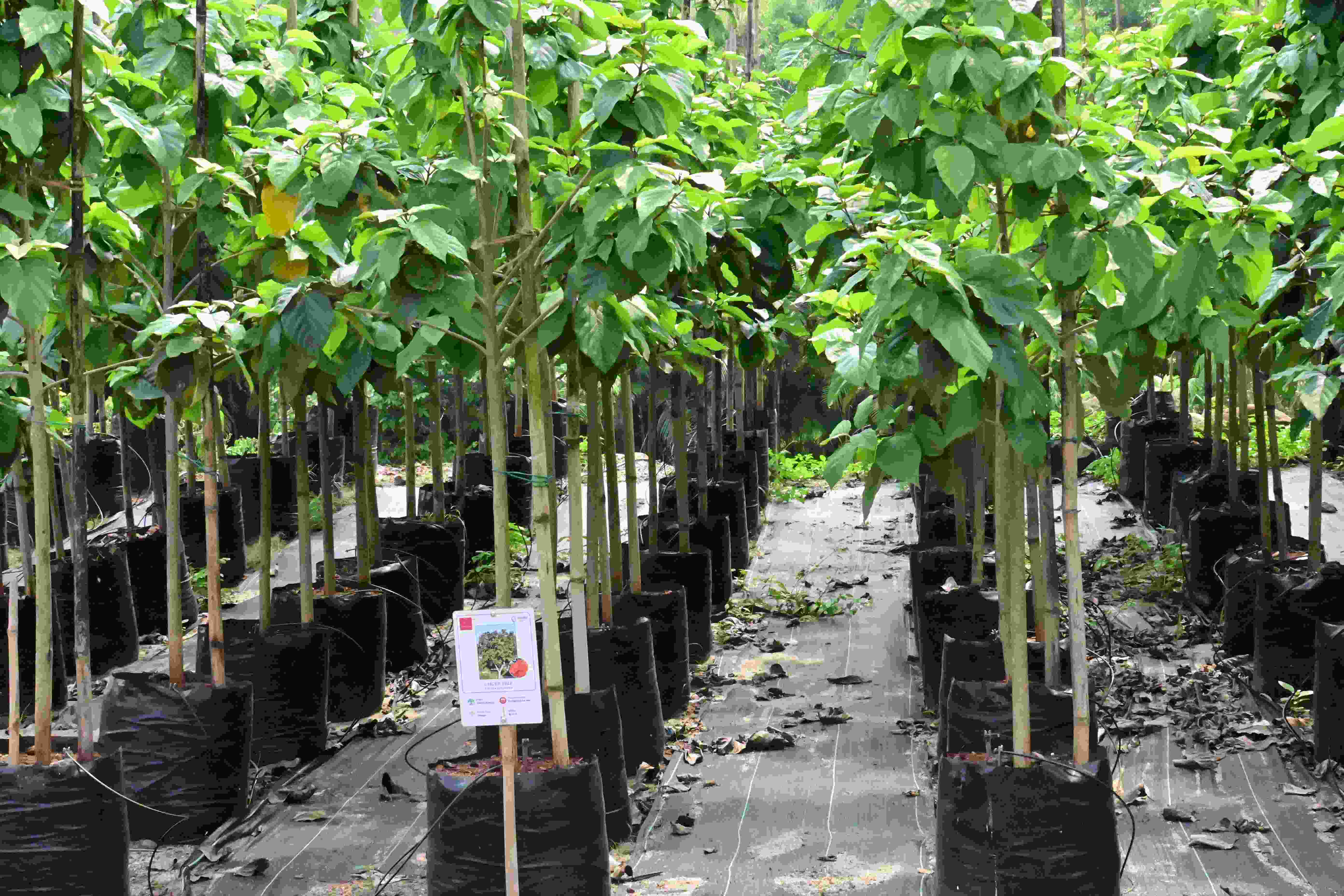 Geiger Tree (Cordia sebestena)