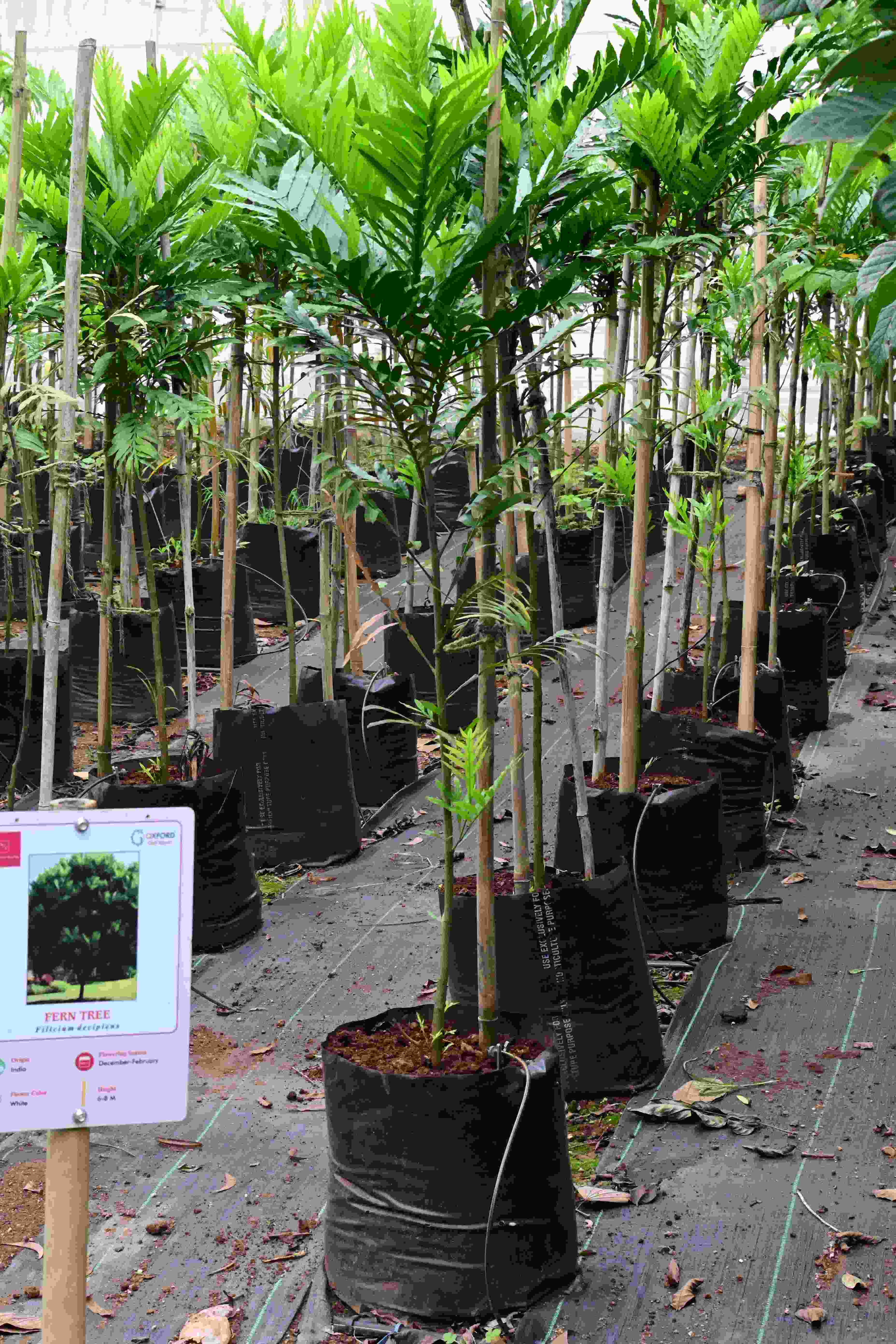 Fern tree (Filicium decipiens)