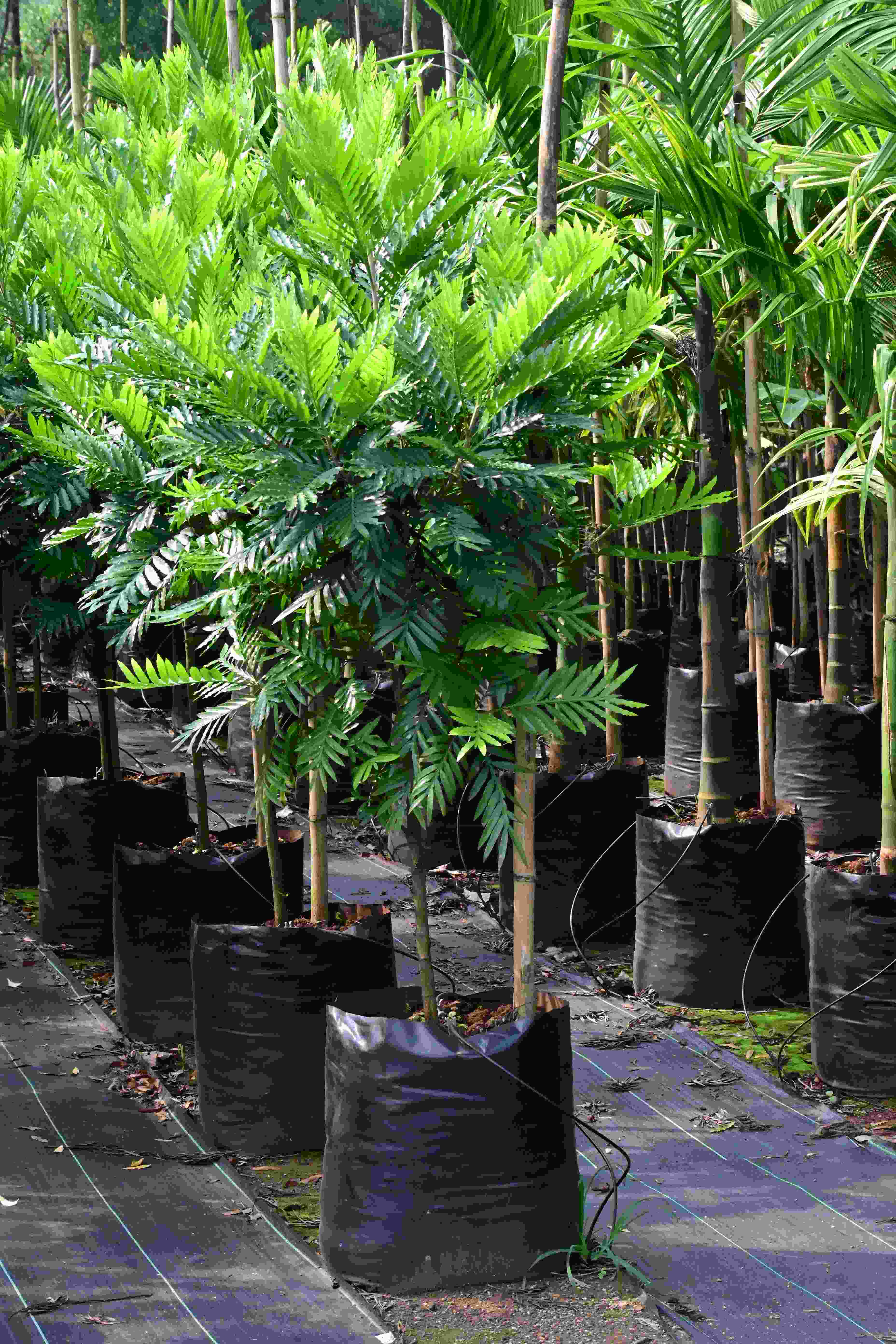 Fern tree (Filicium decipiens)
