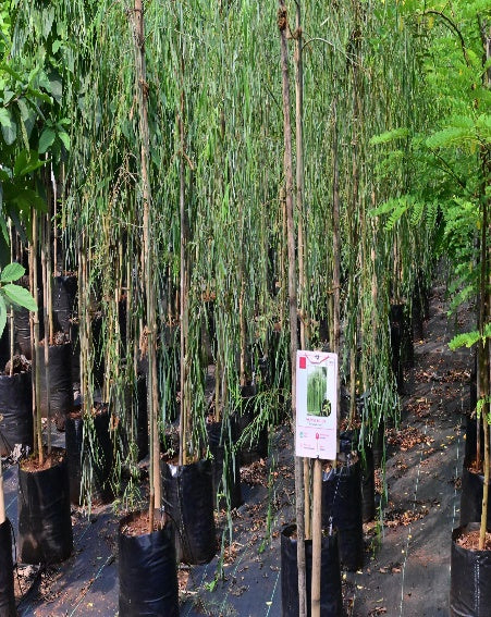 Geiger Tree (Cordia sebestena)