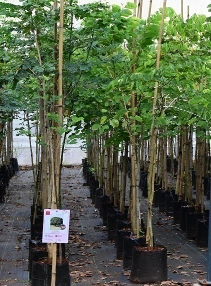 Indian Cork Tree (Millingtonia hortensis)