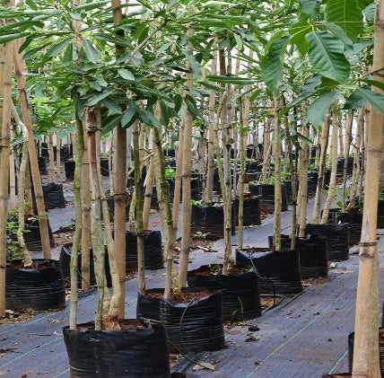 Karanj (Pongamia pinnata)