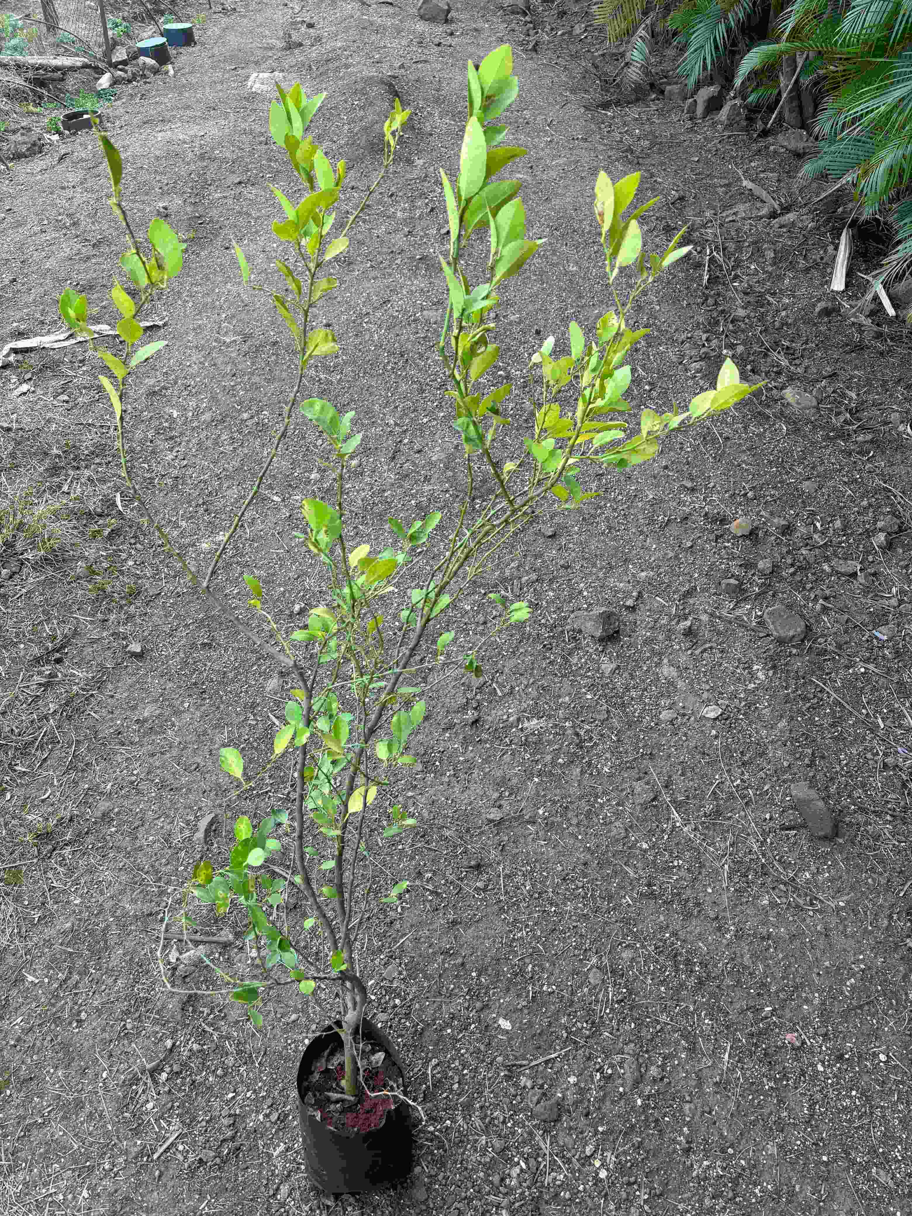 Limbu (Citrus lemon)