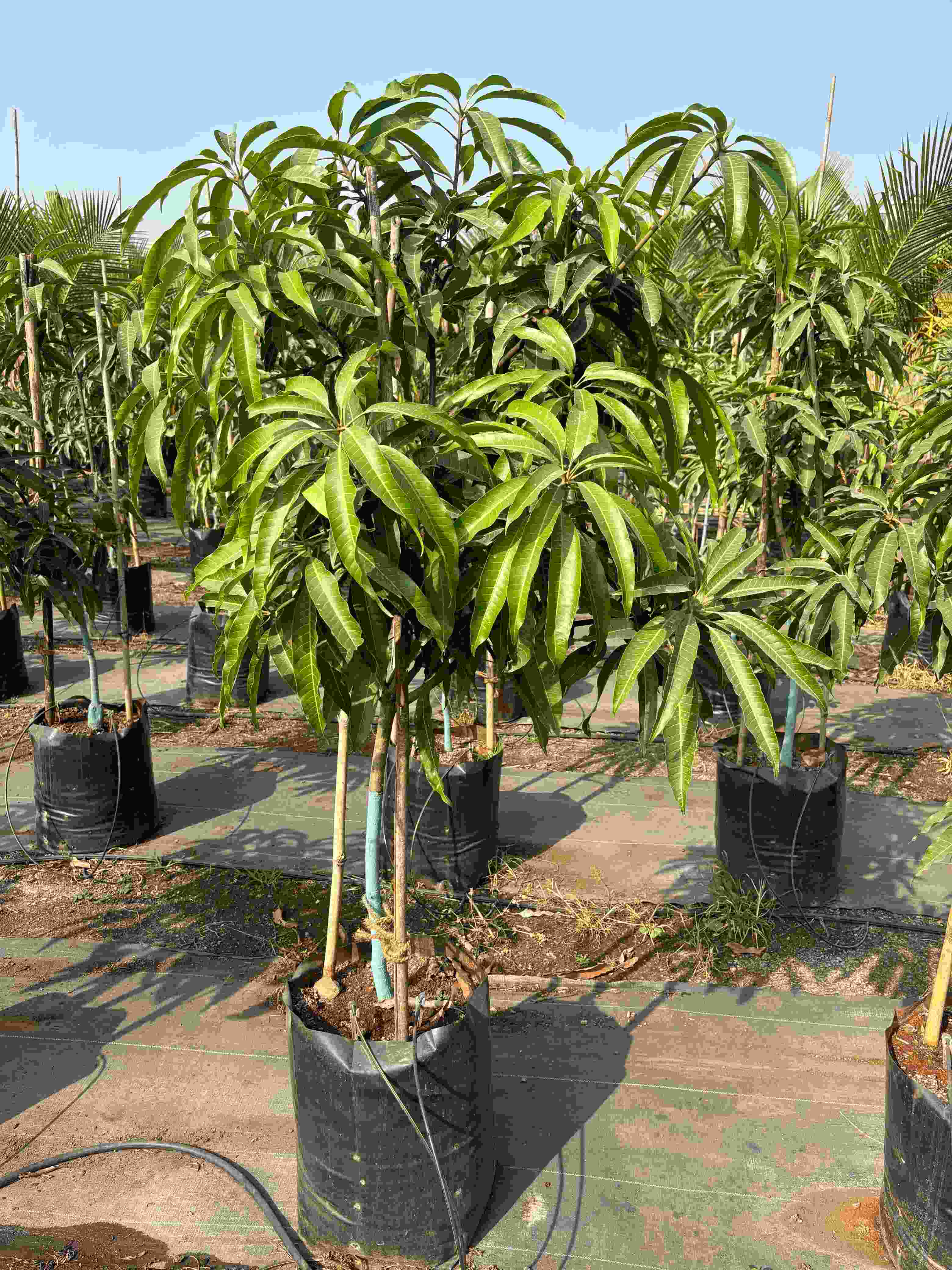 Mango (Mangifera indica)