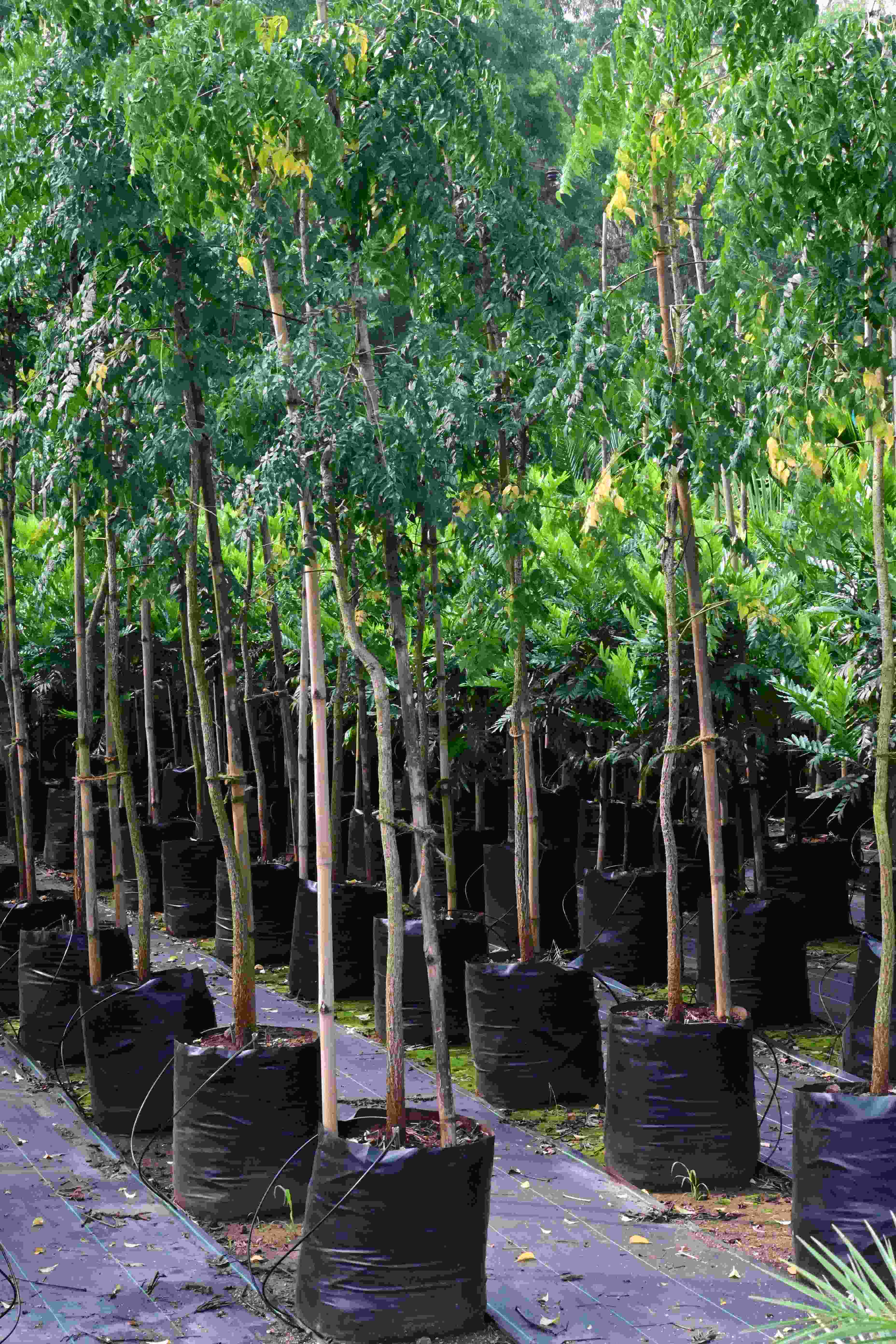 Indian Cork Tree (Millingtonia hortensis)