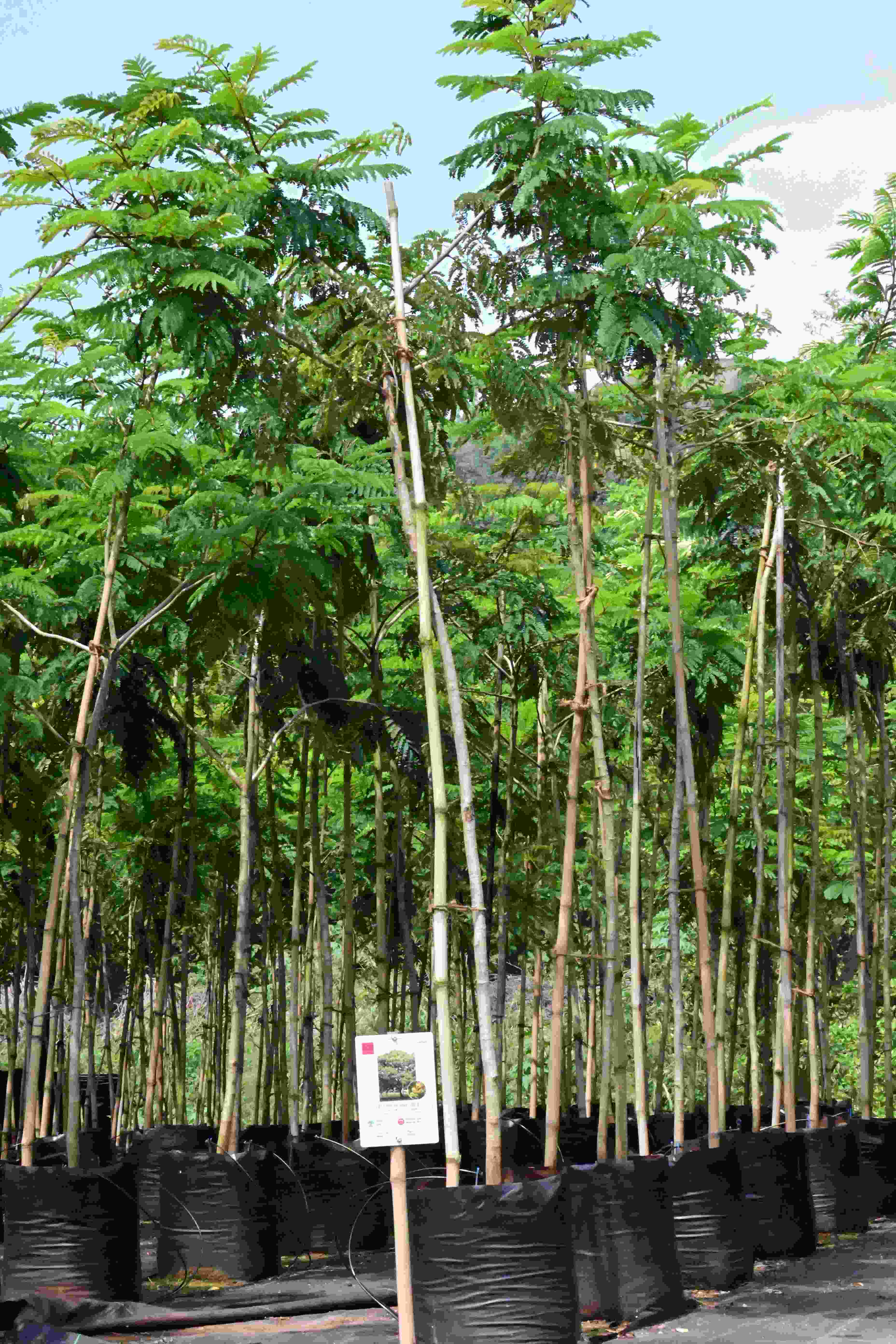 Yellow Flame Tree (Peltophorum pterocarpum)
