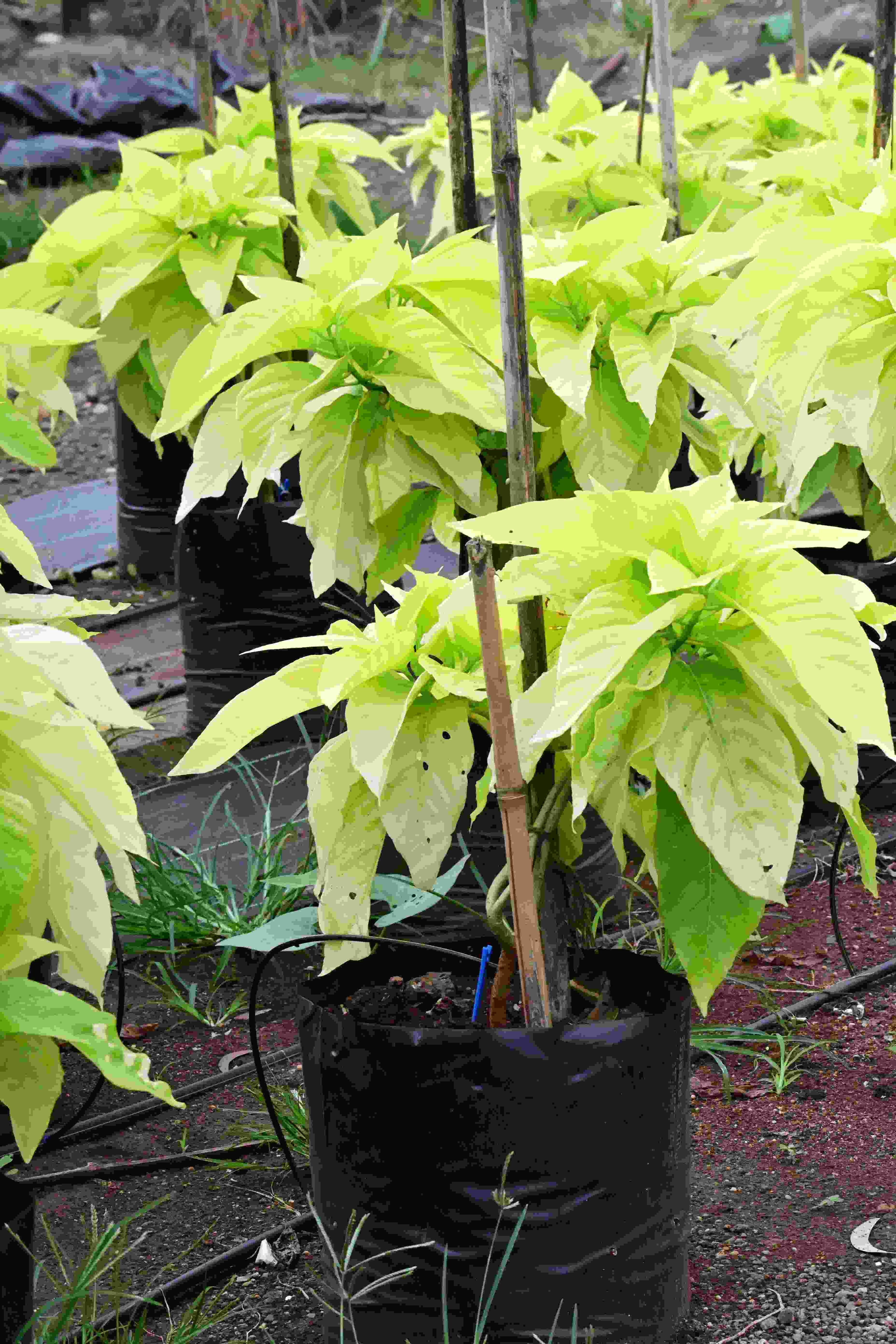 Pisonia (Pisonia Alba)
