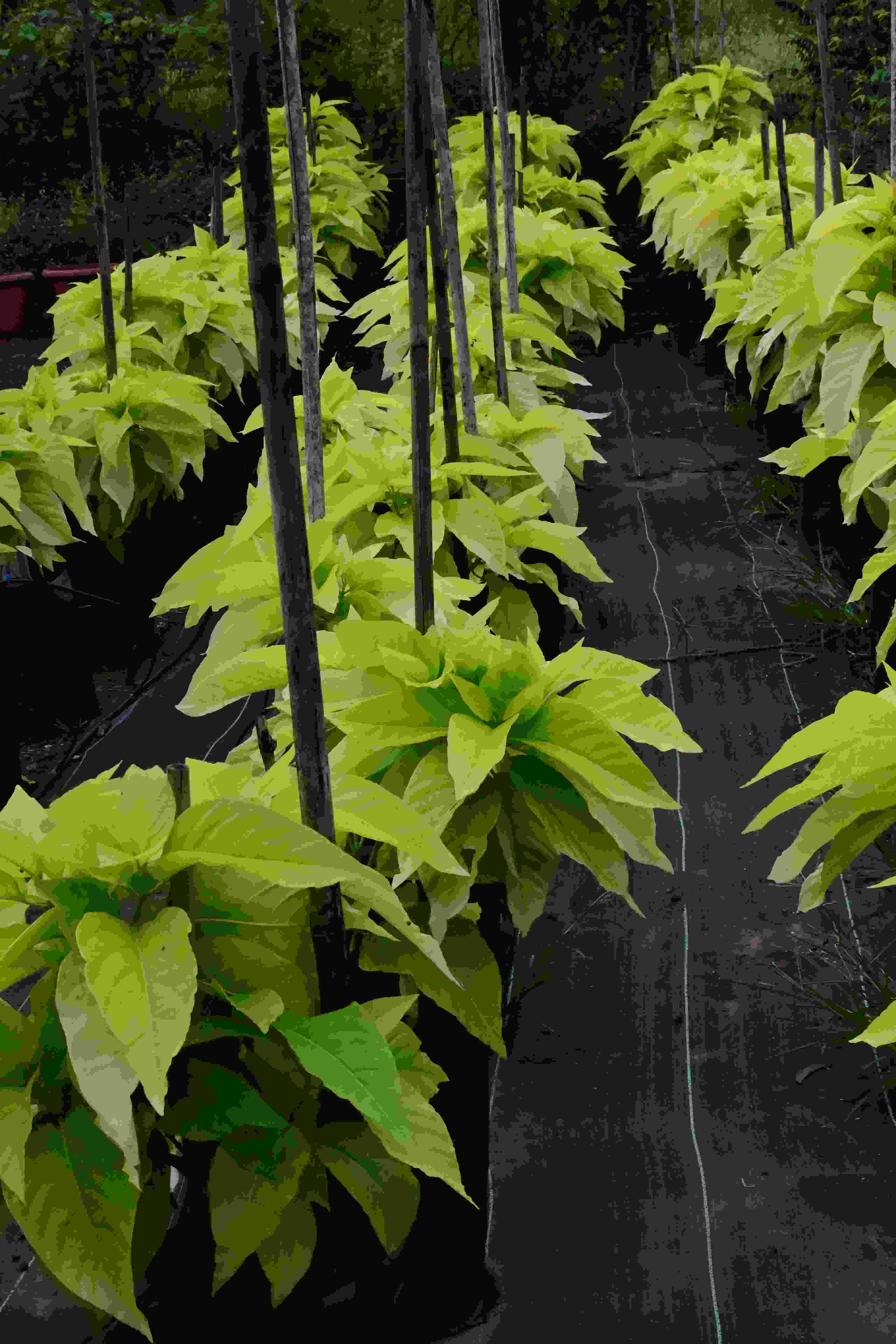 Pisonia (Pisonia Alba)