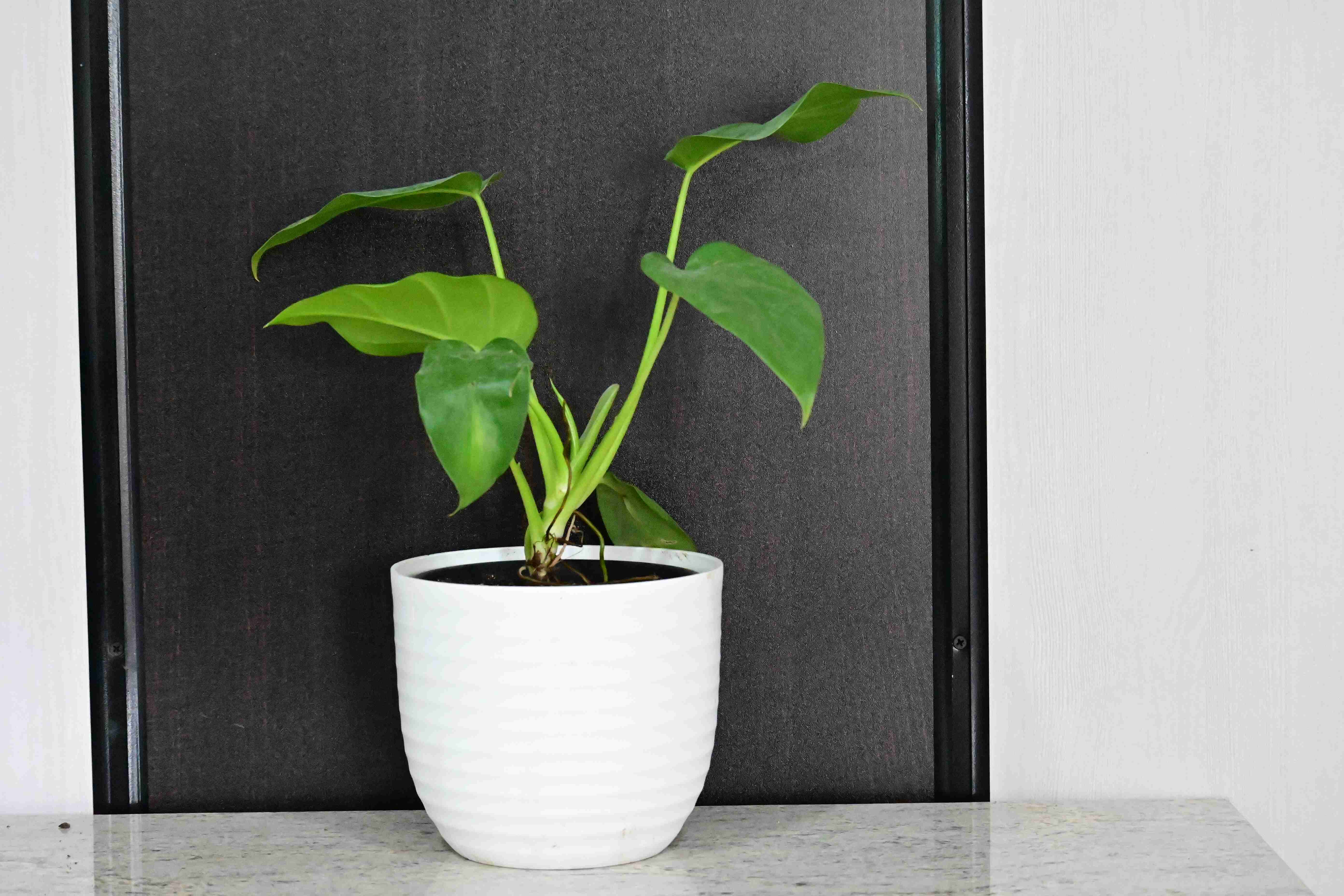 Philodendron White Princess (Philodendron erubescens 'White princess')