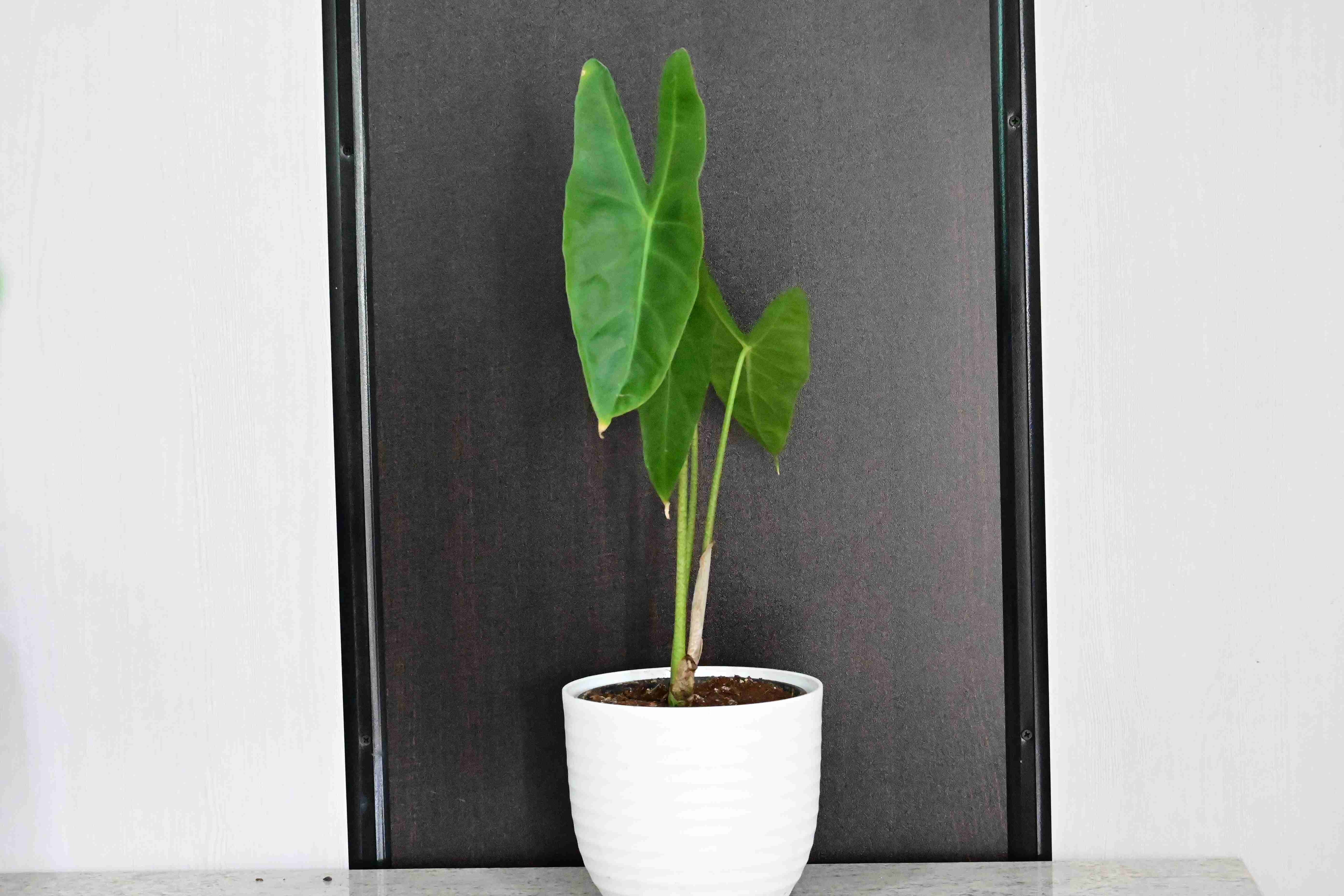 Alocasia longiloba