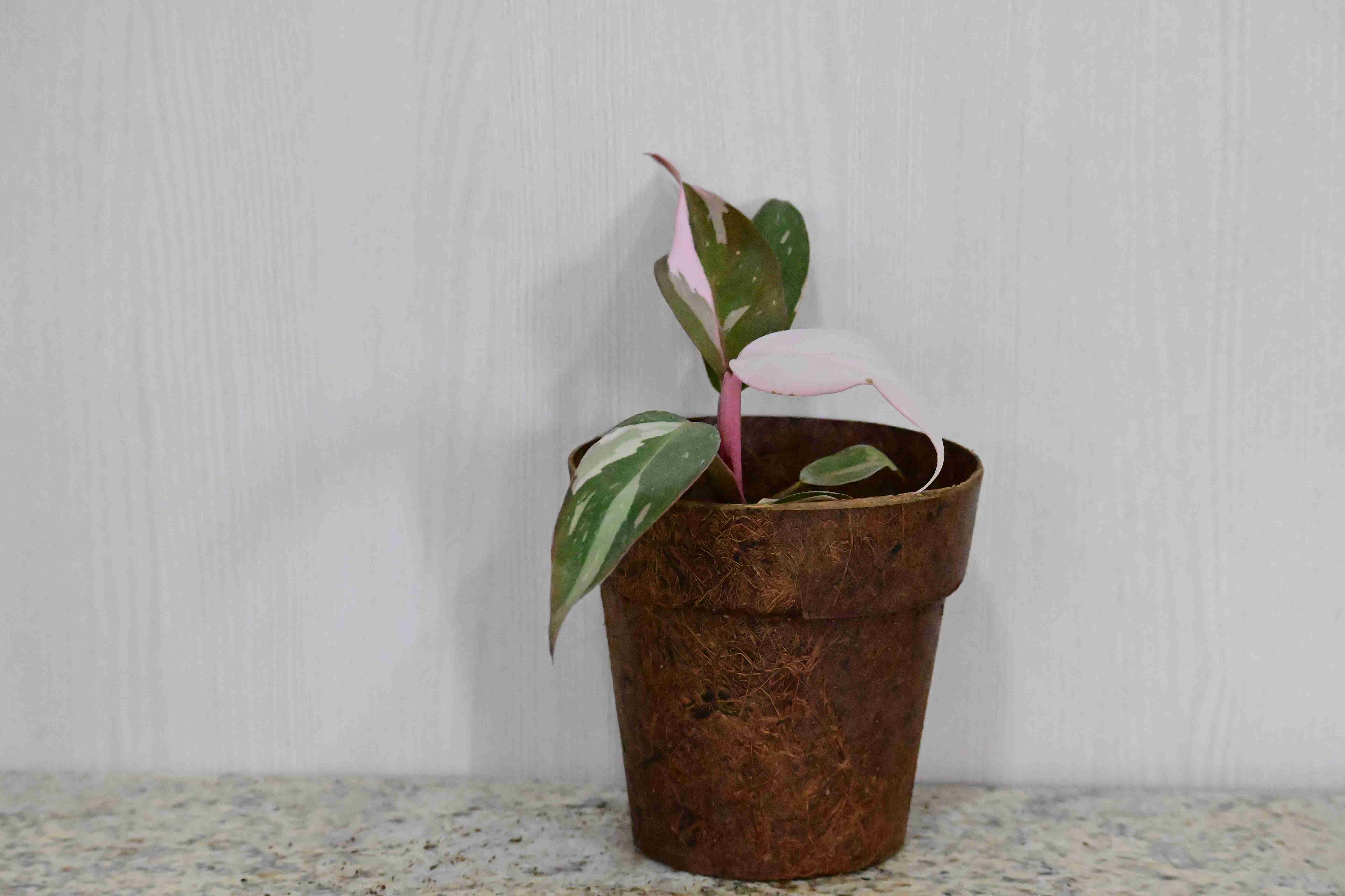 Philodendron Pink Princess (Philodendron erubescens 'Pink princess')