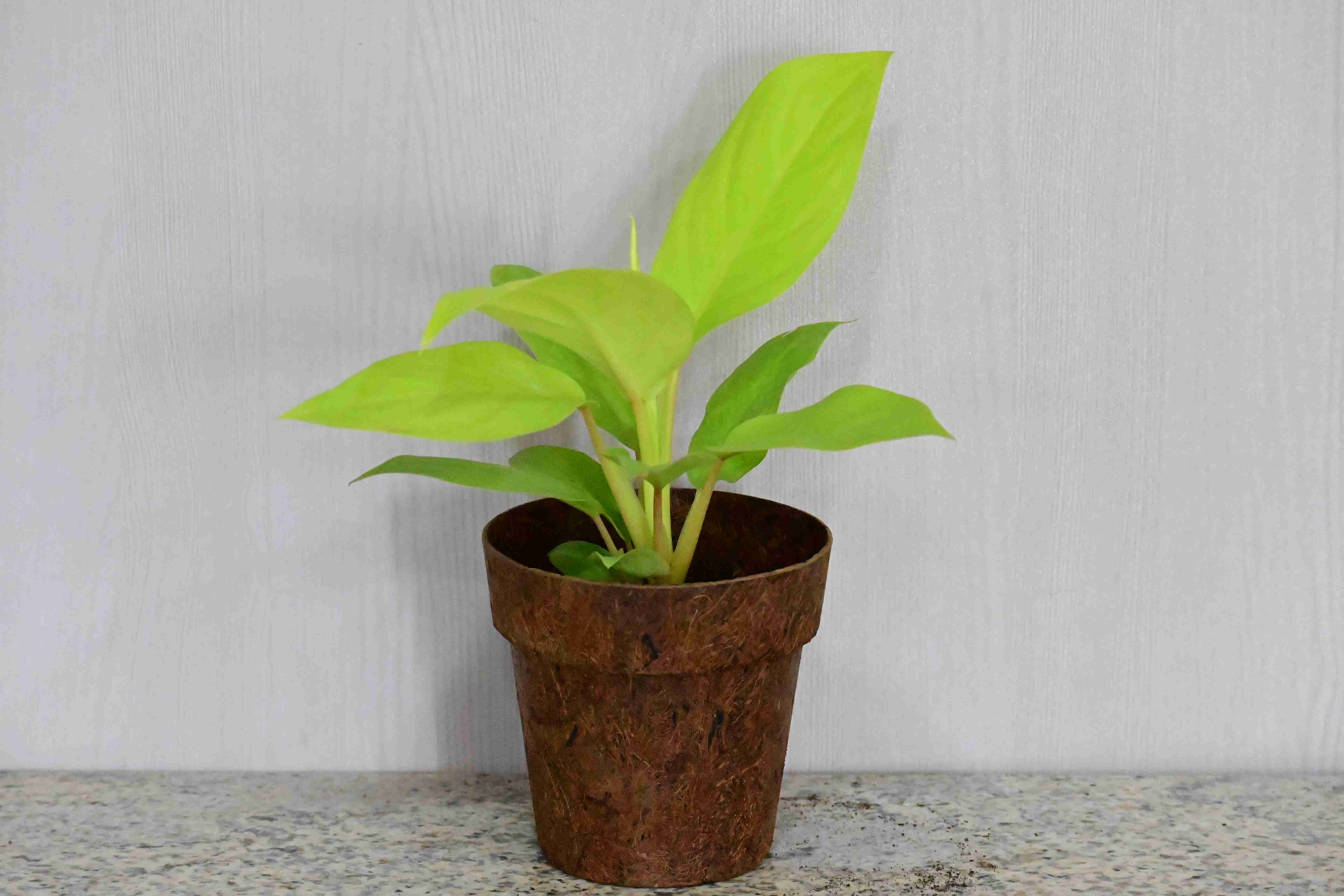 Philodendron Gold (Philodendron erubescens ' Gold')