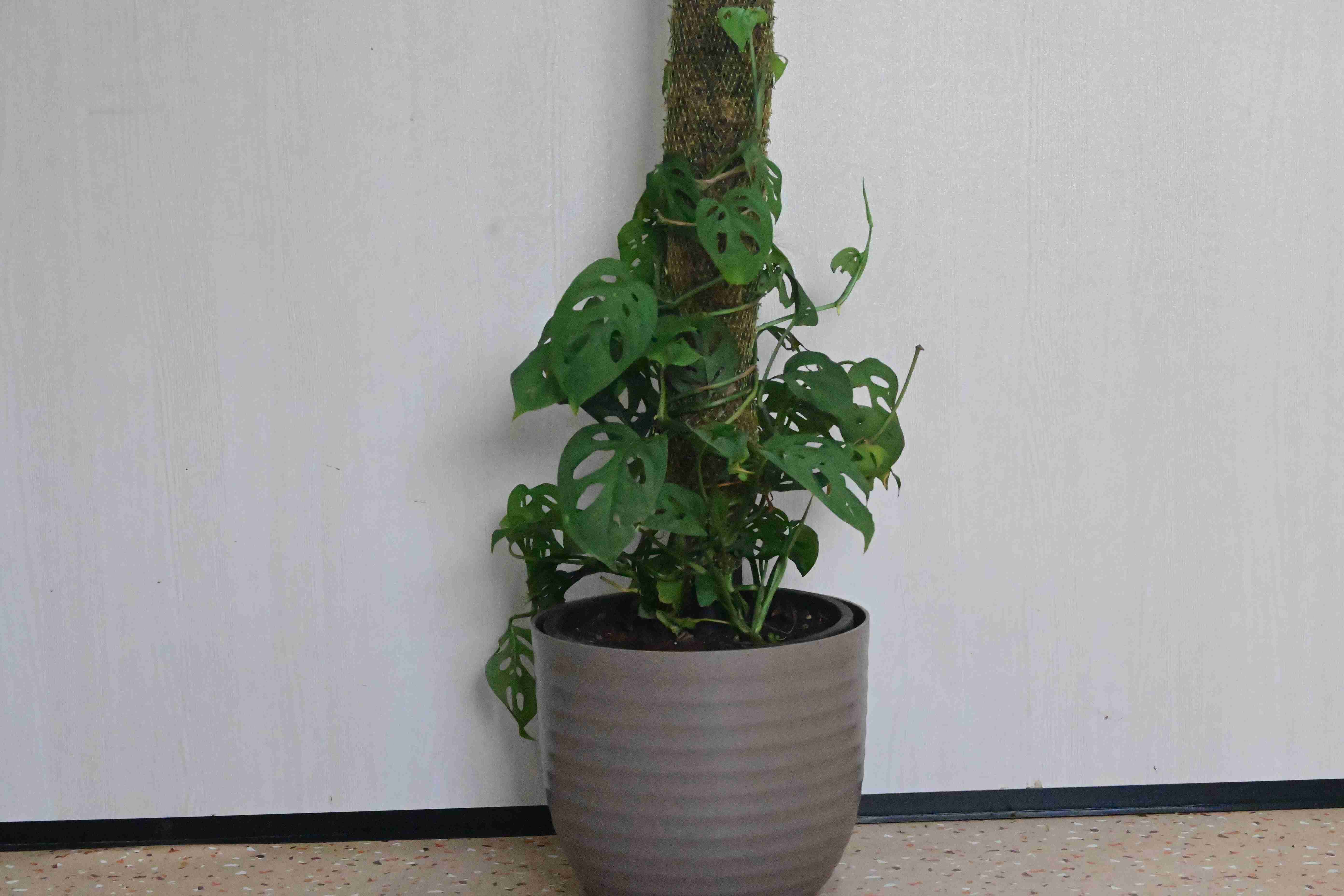 Broken heart (Monstera adansonii)