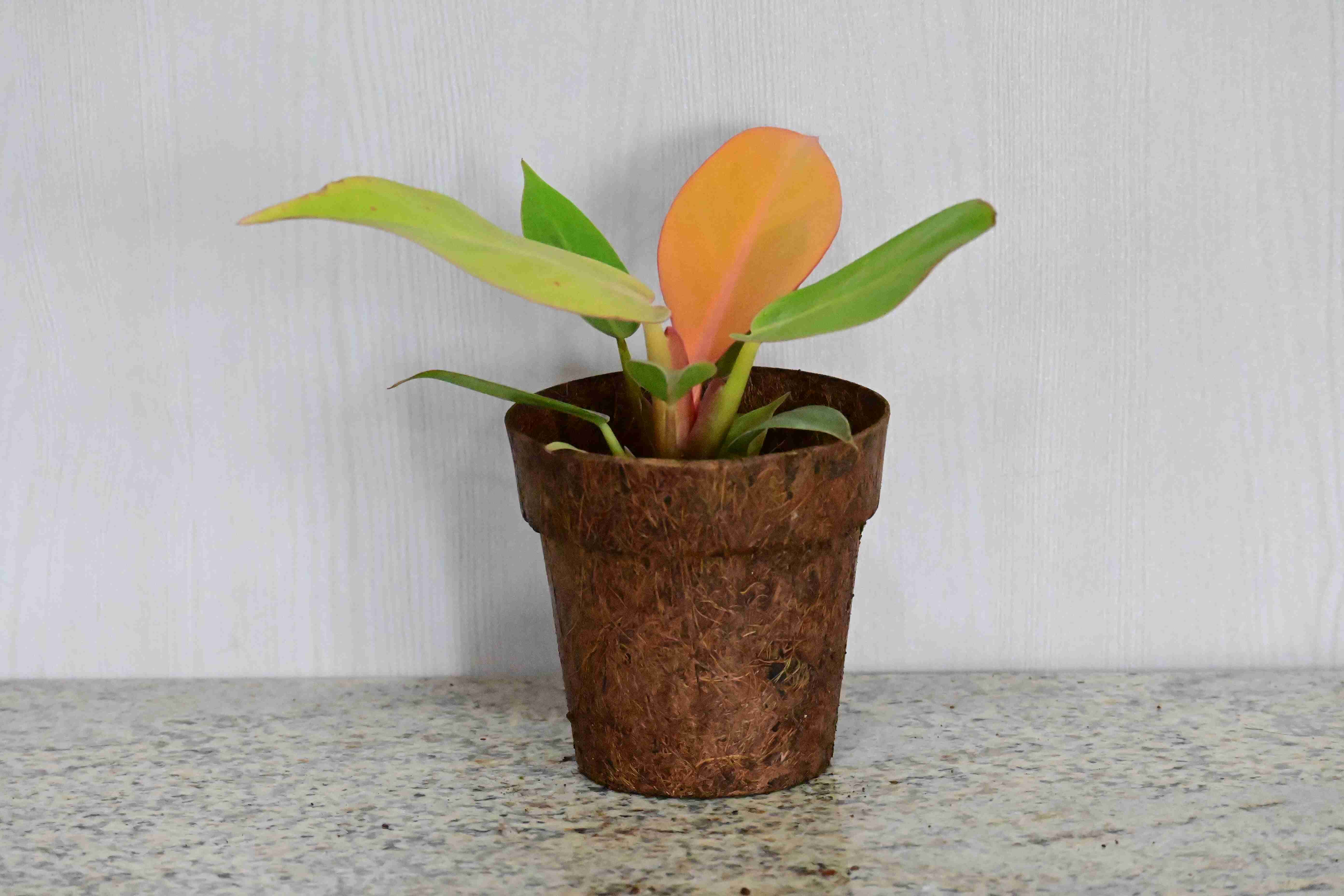 Philodendron Orange Splendor (Philodendron erubescens)