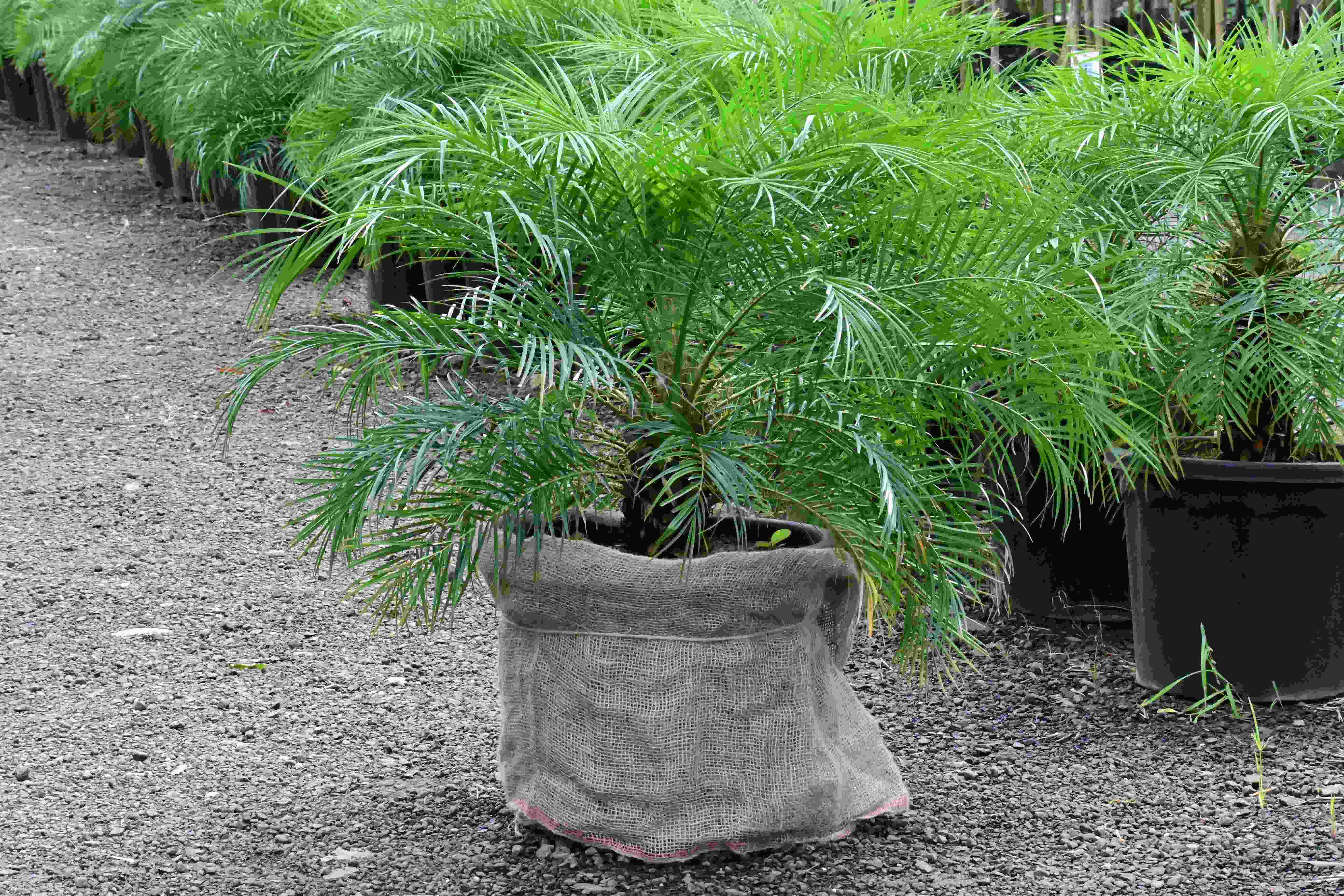 Aralia (Polyscias fruticosa)