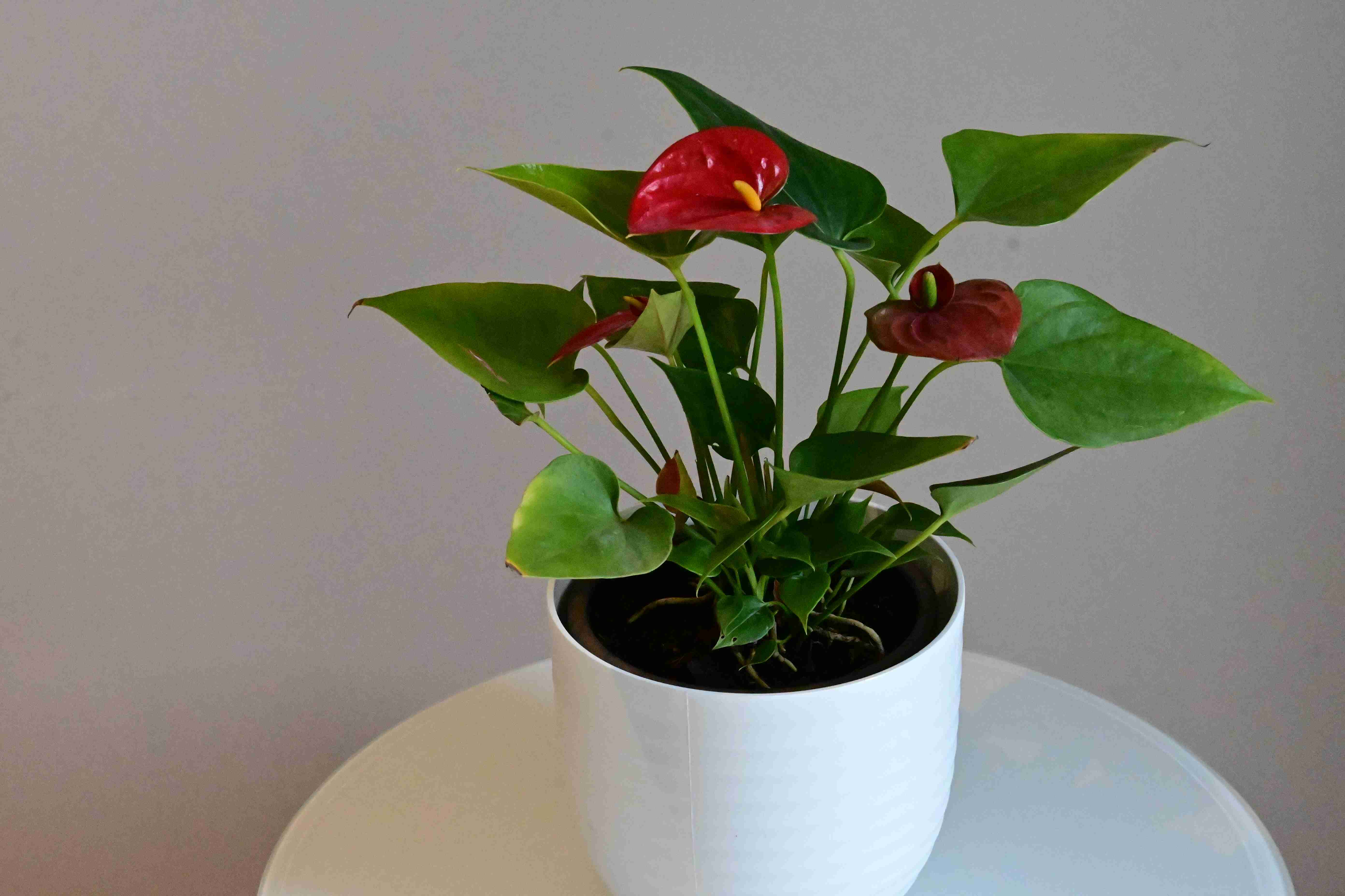 Flamingo lily (Anthurium andraeanum)