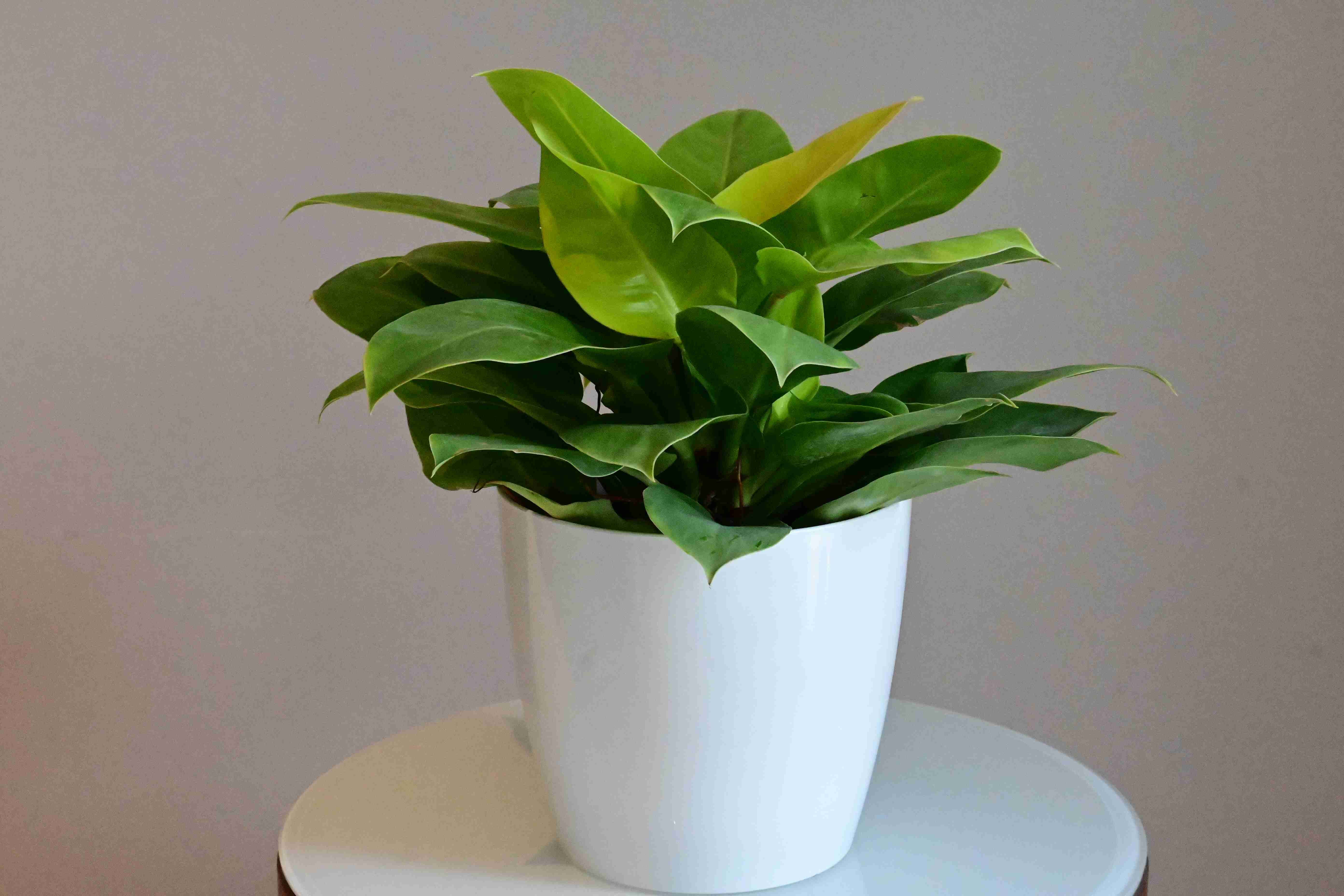 Philodendron (Philodendron moonshine)