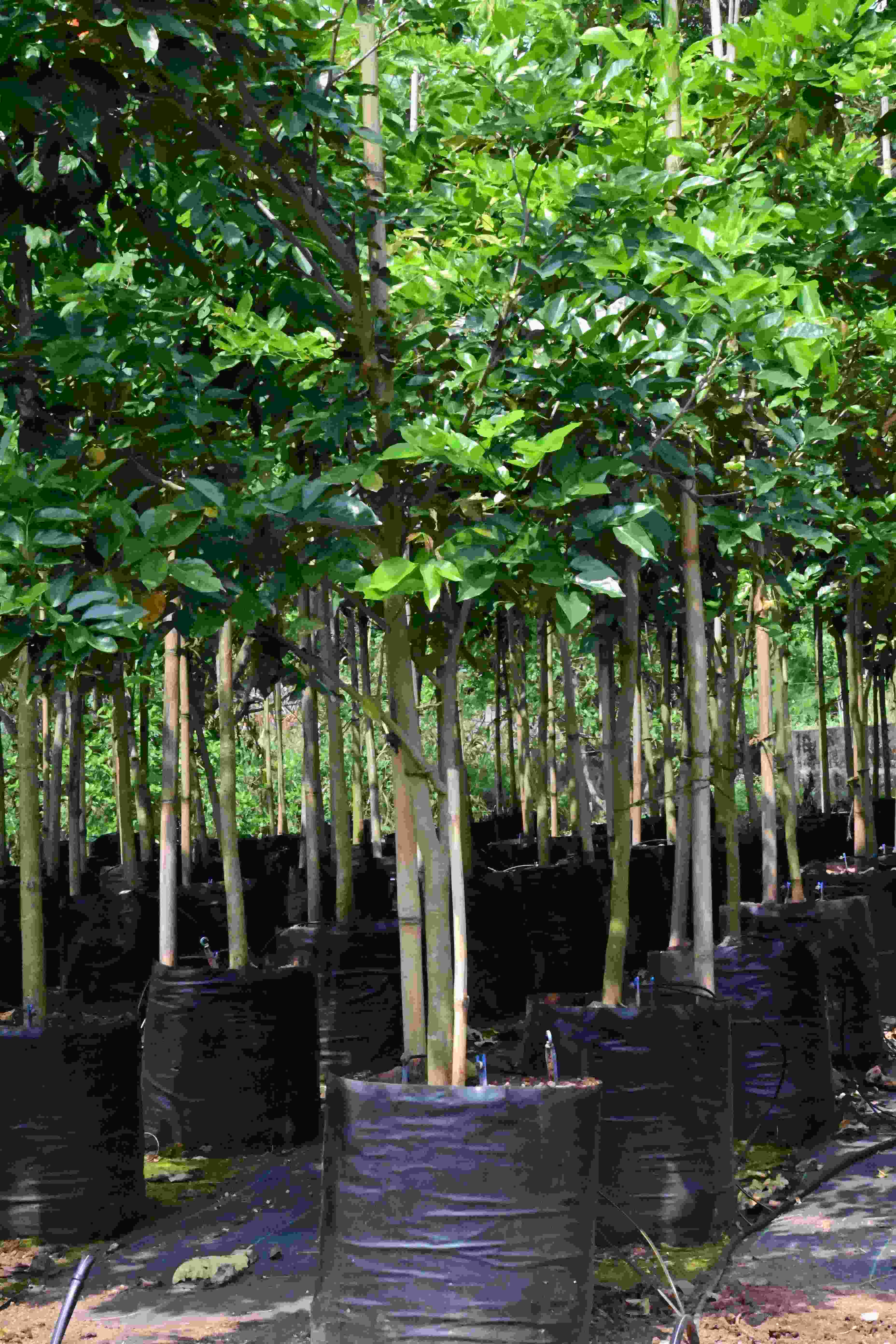 Karanj (Pongamia pinnata)