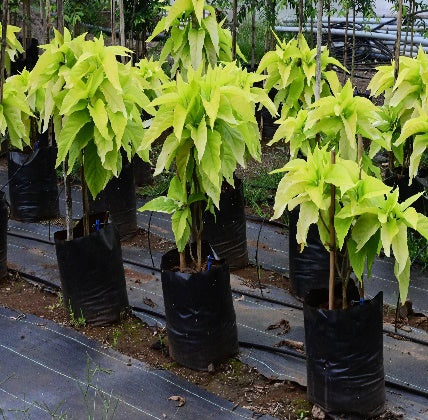 Raintree (Samanea saman)