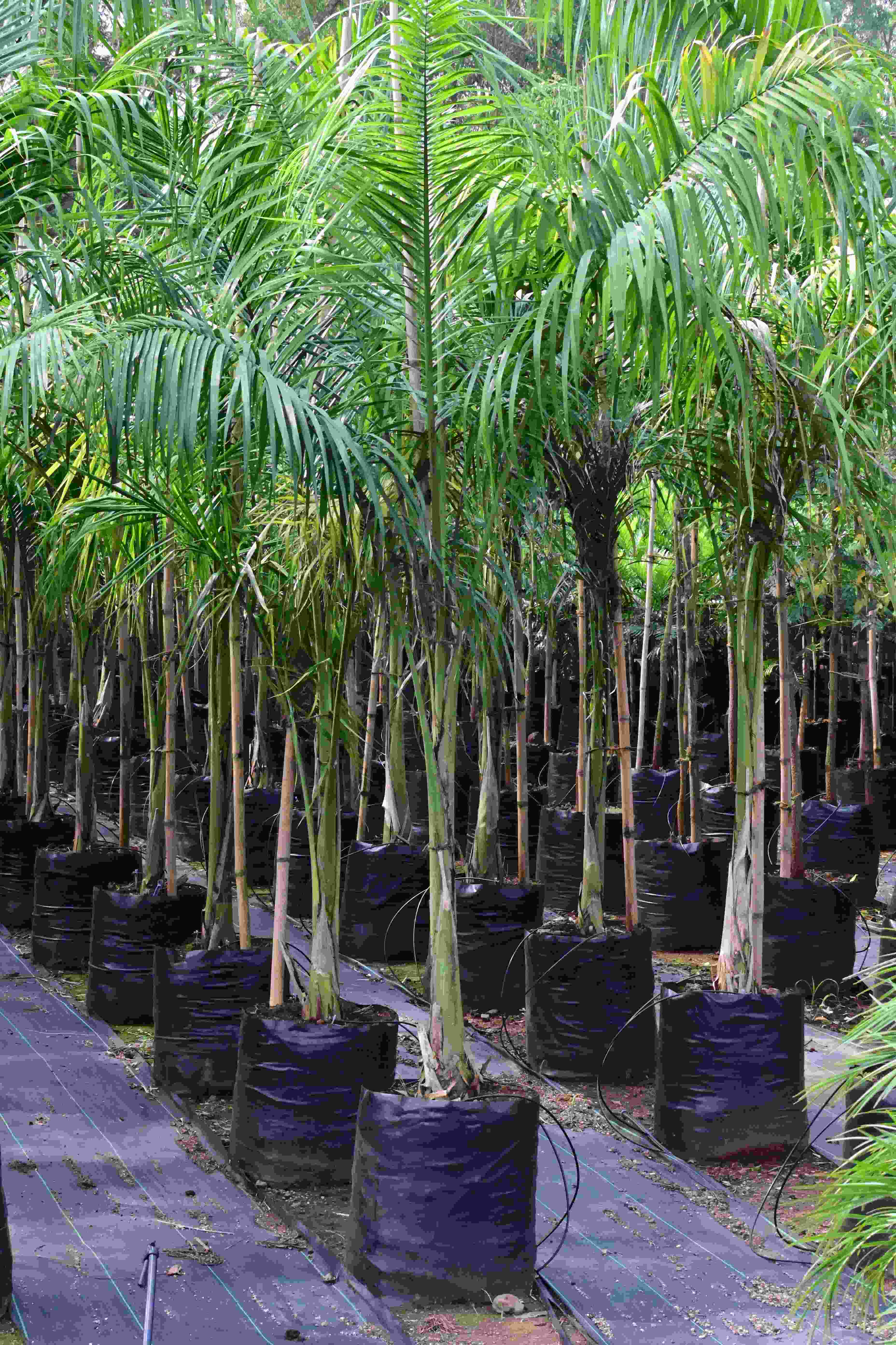 Royal Palm (Roystonea regia)