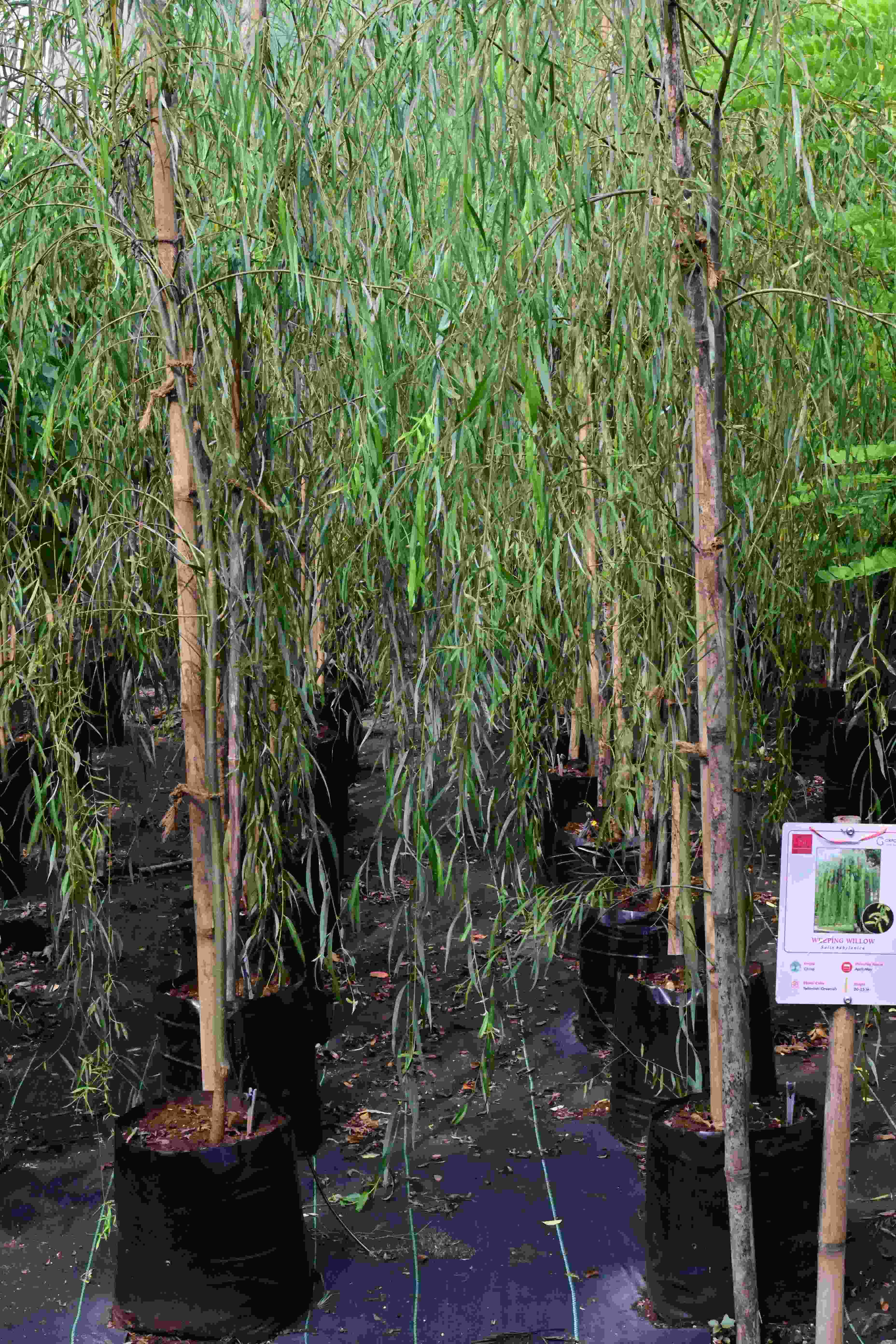 Weeping Willow (Salix babylonica)