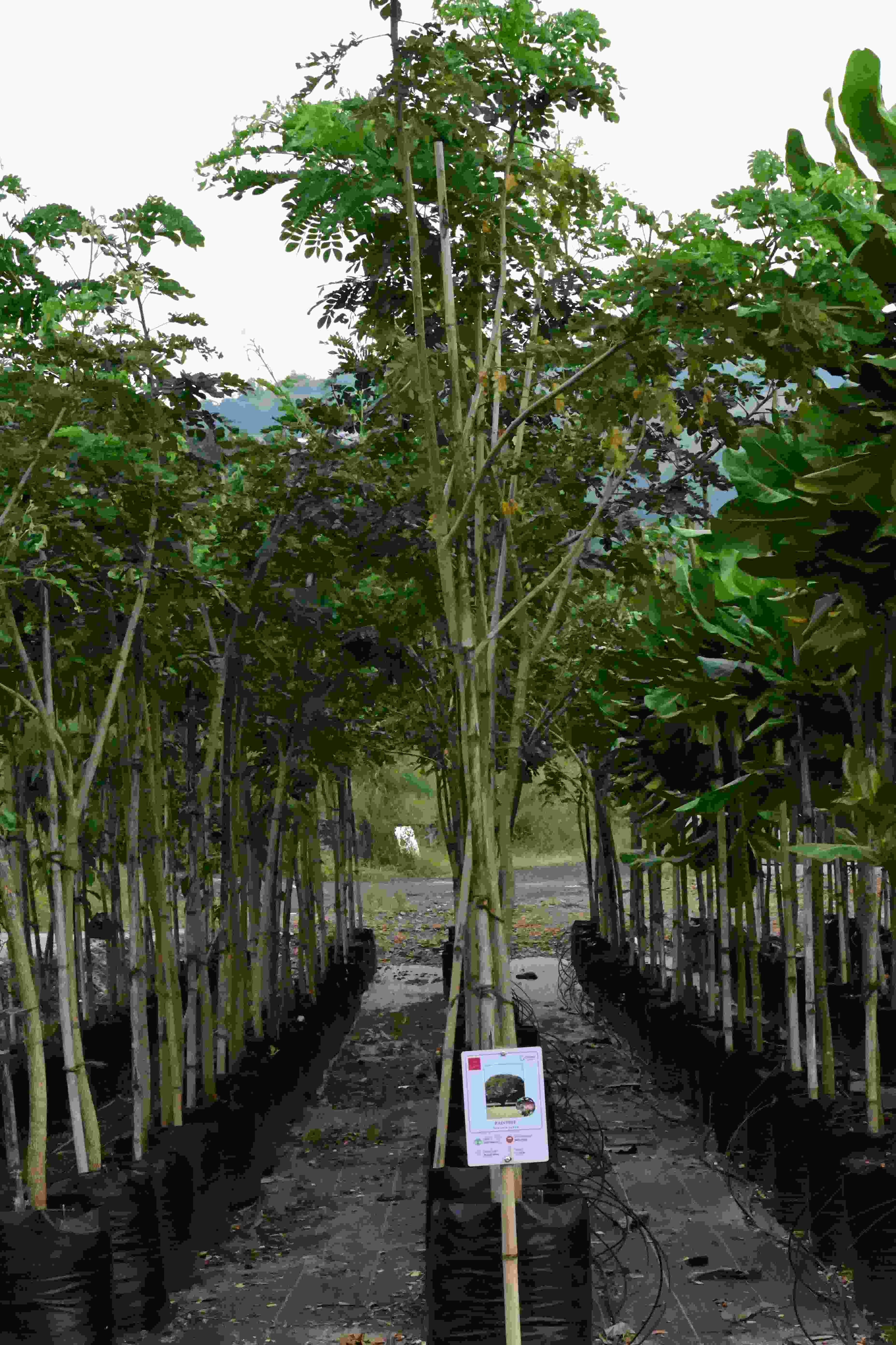 Raintree (Samanea saman)