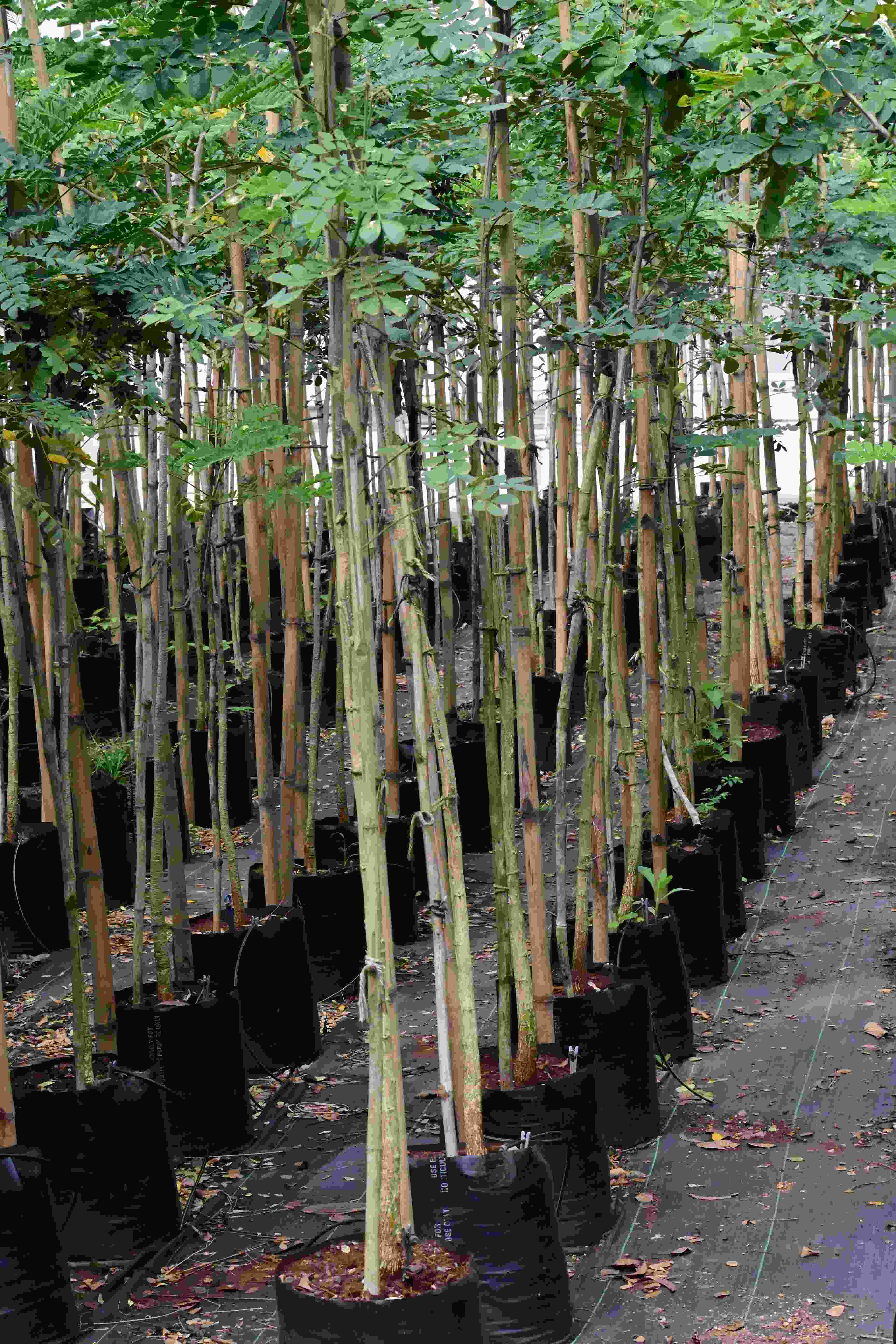 Raintree (Samanea saman)