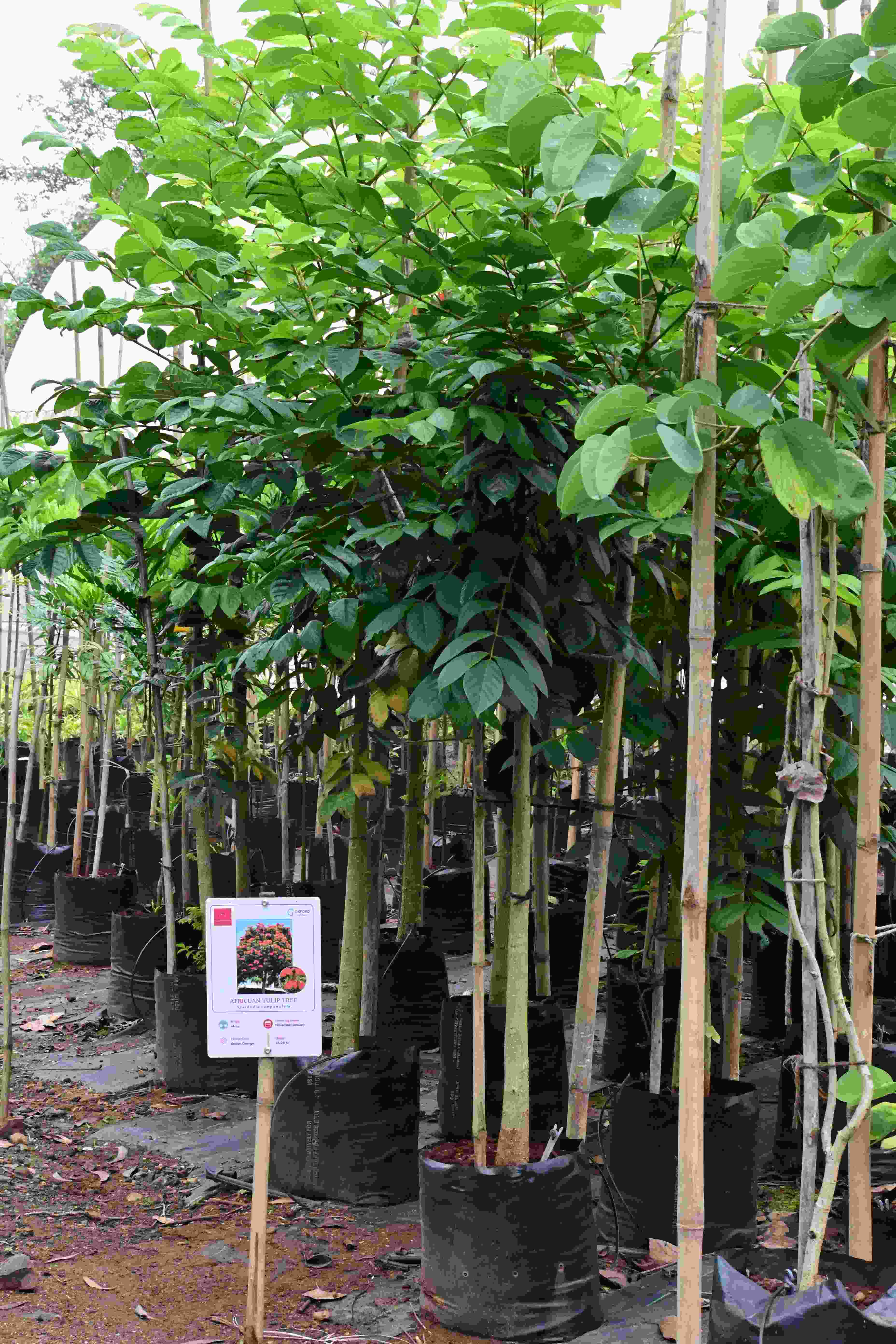 African Tulip Tree (Spathodia campanulata)