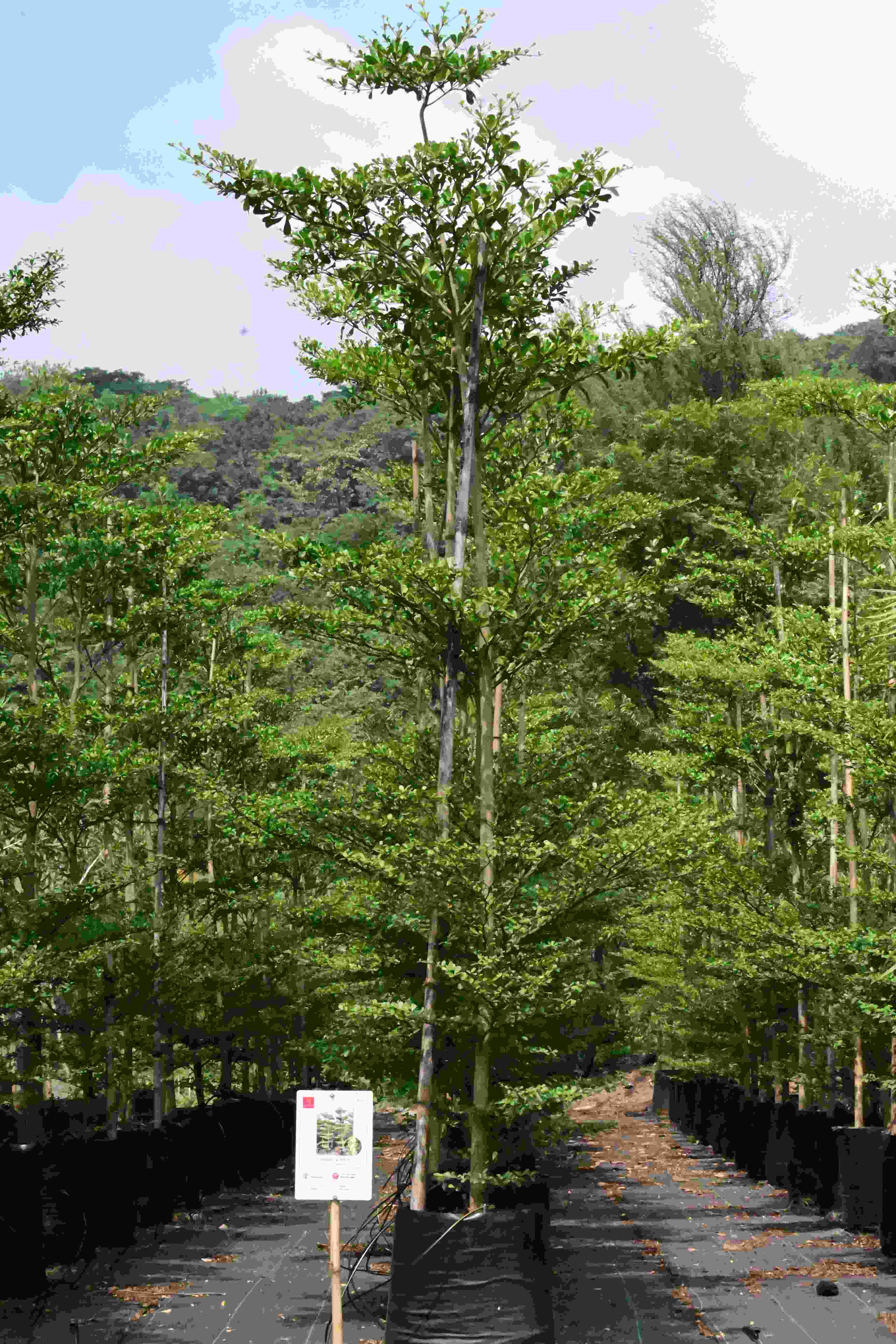 Umbrella tree (Terminalia mantaly)