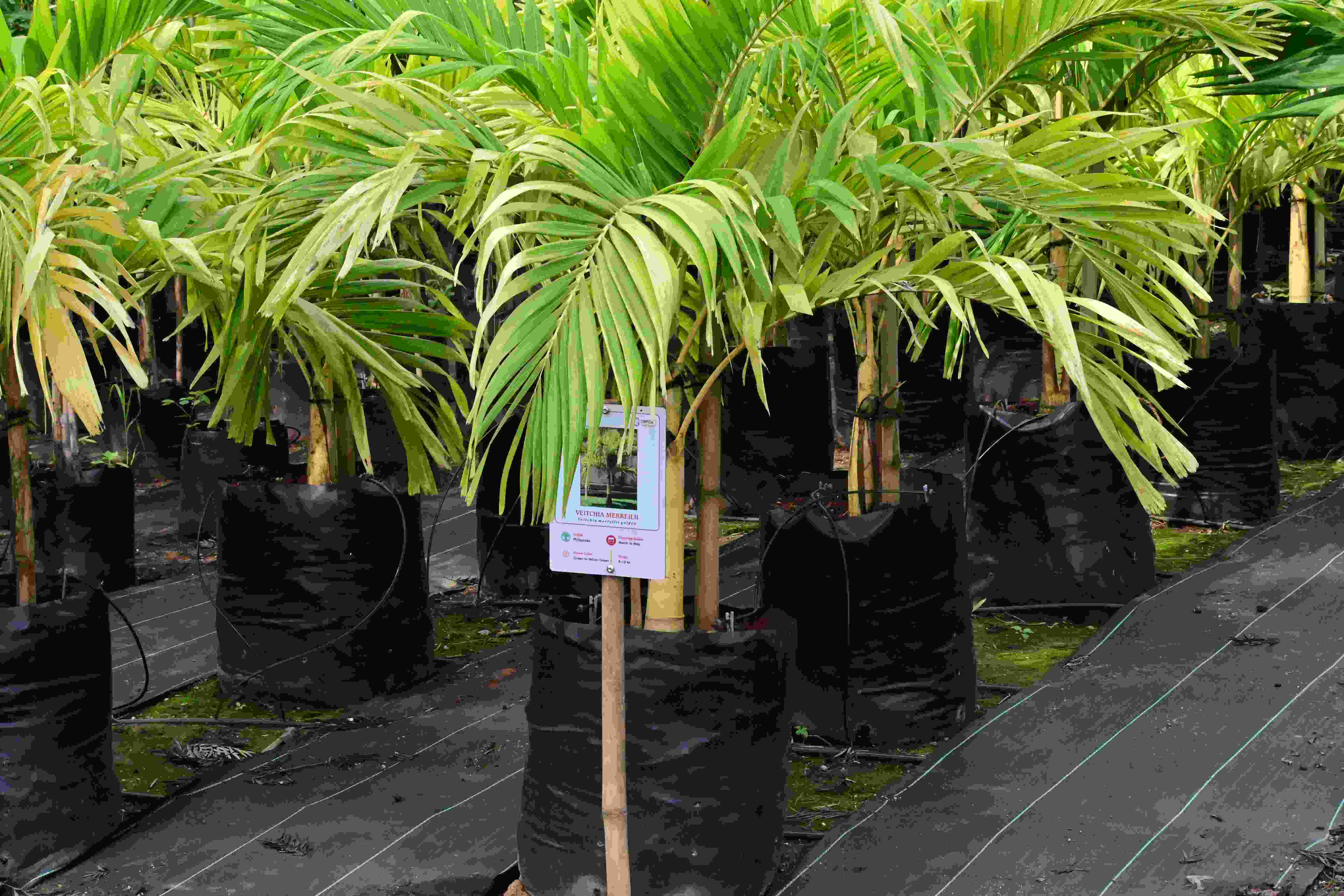 Golden Manila Palm (Veitchia merreilii)