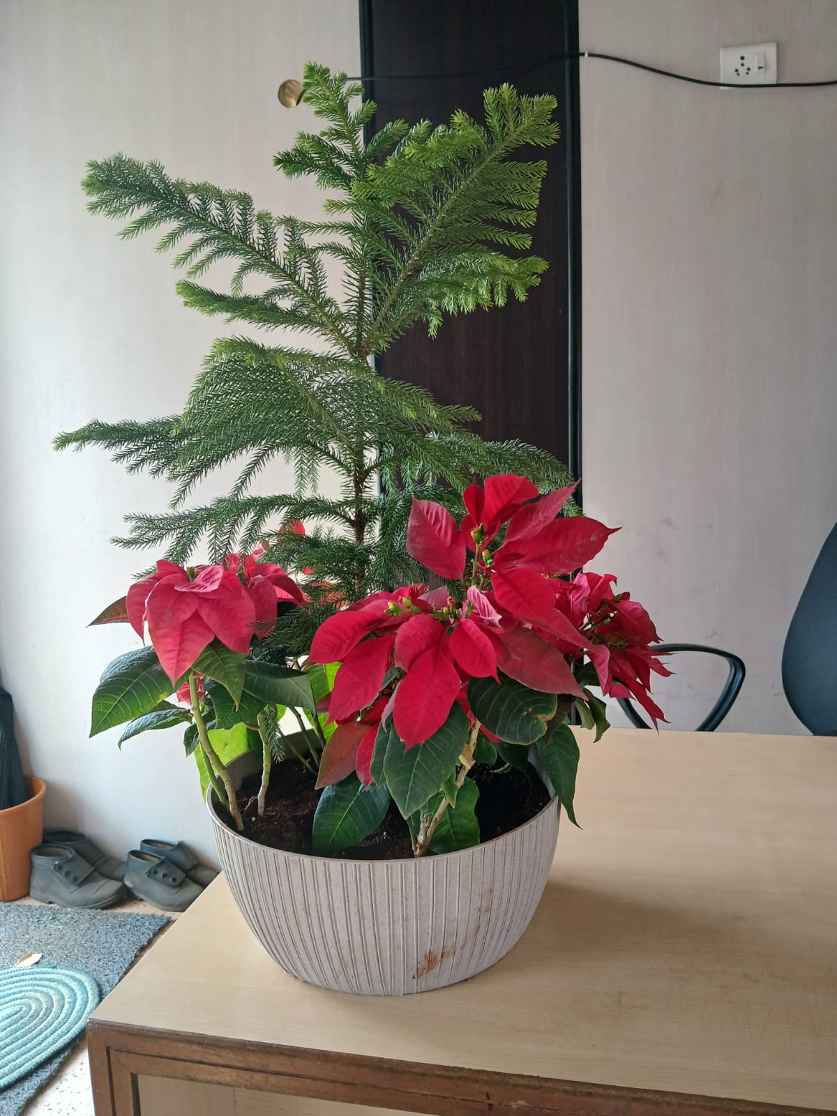 Poinsettia (Euphorbia pulcherrima) with Xmas Tree