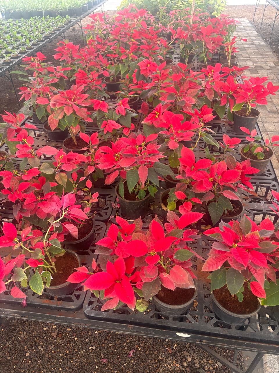 Poinsettia (Euphorbia pulcherrima) with Xmas Tree