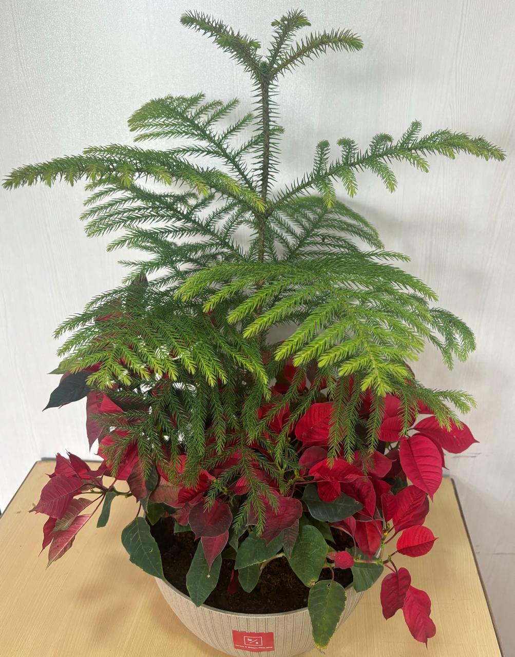 Poinsettia (Euphorbia pulcherrima) with Xmas Tree