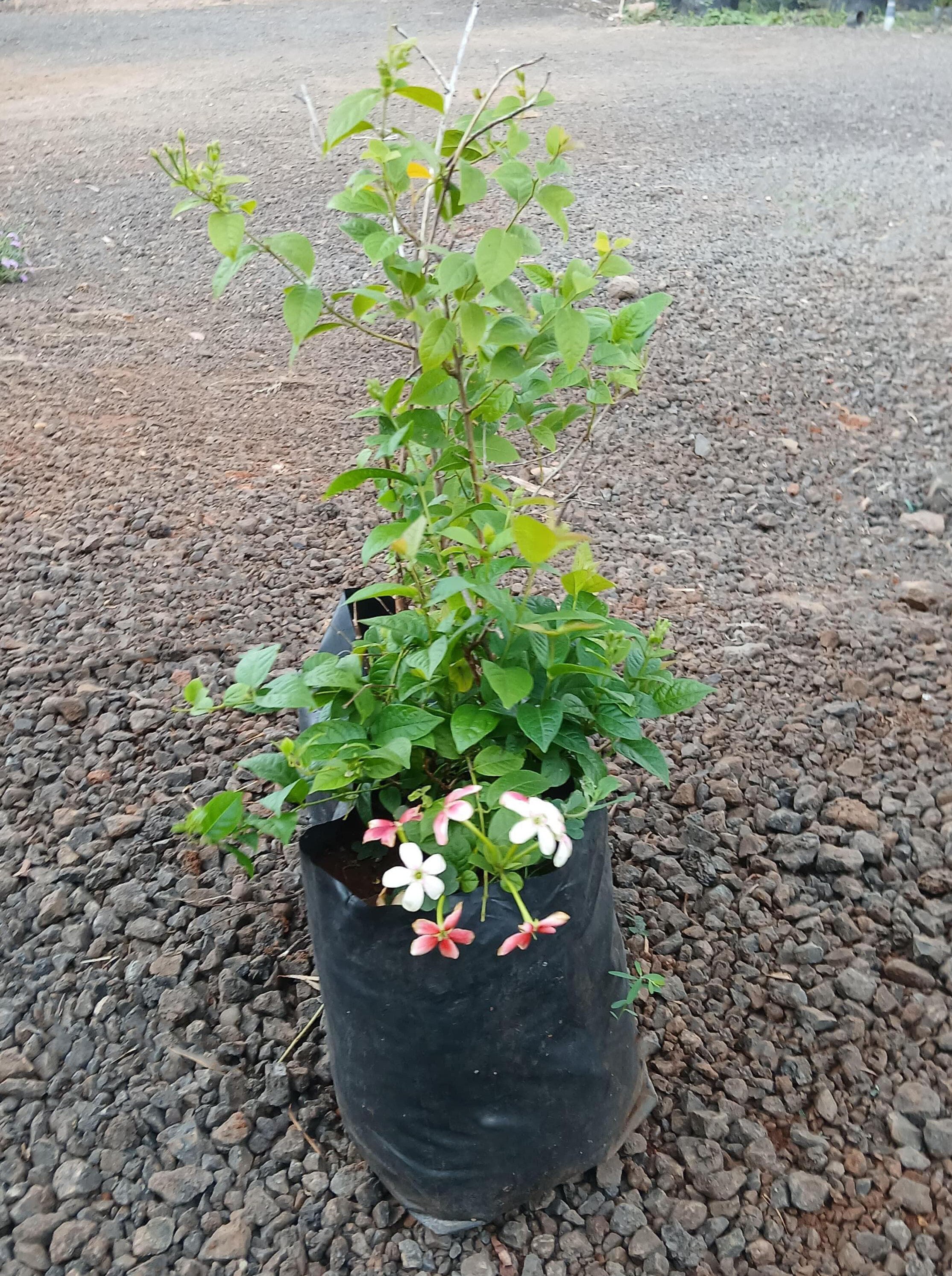 Madhumalti