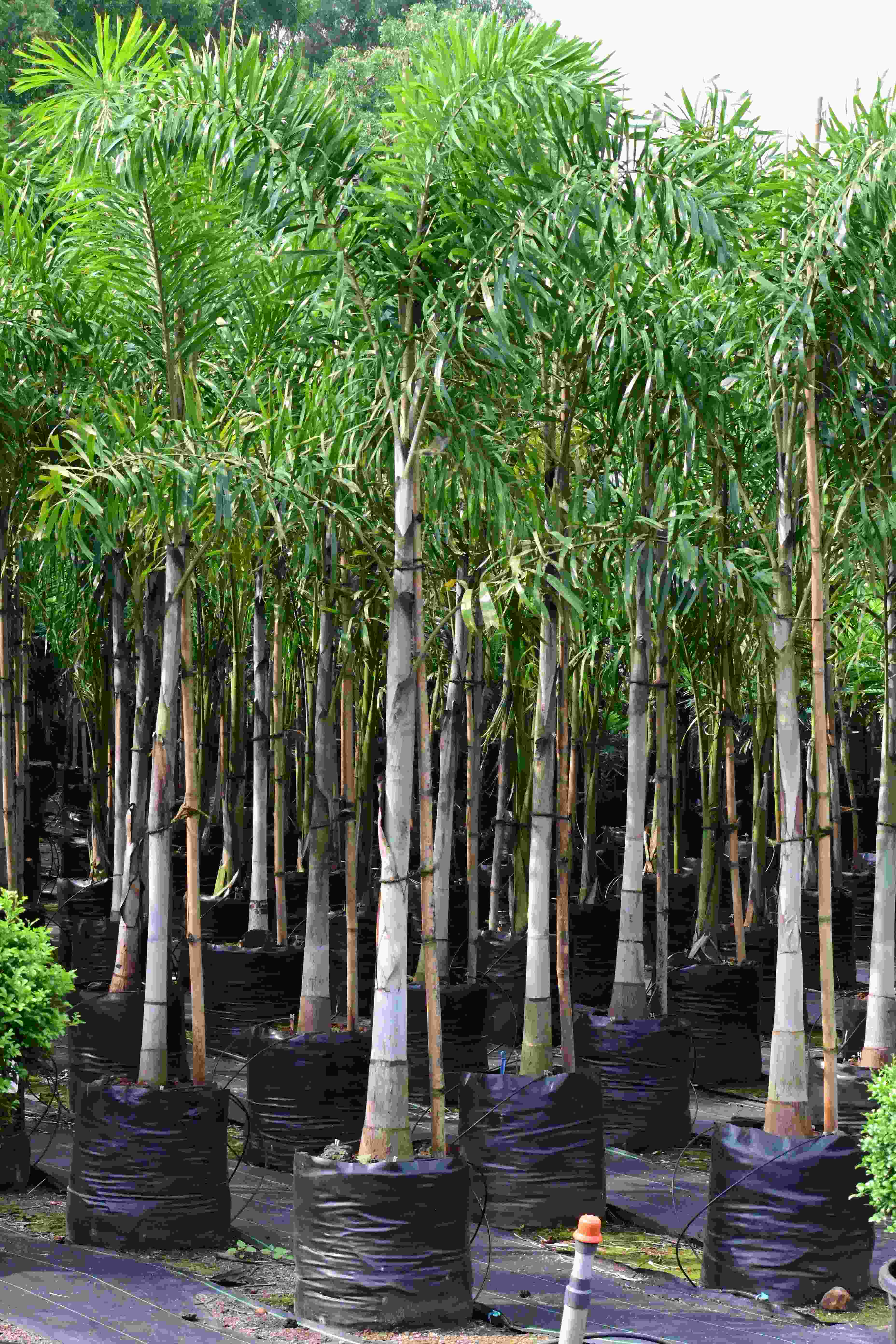 Fox tail palm (Wodyetia bifurcata)