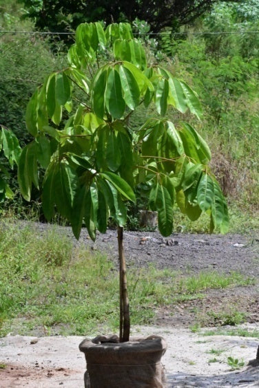 Australia umbrella tree (Brassica actinophylla)