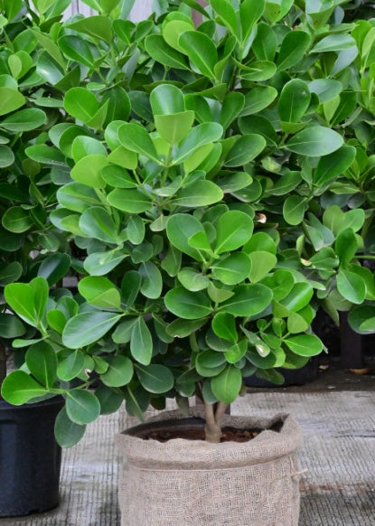 Autograph Tree
