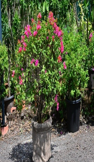 Bougainvillea